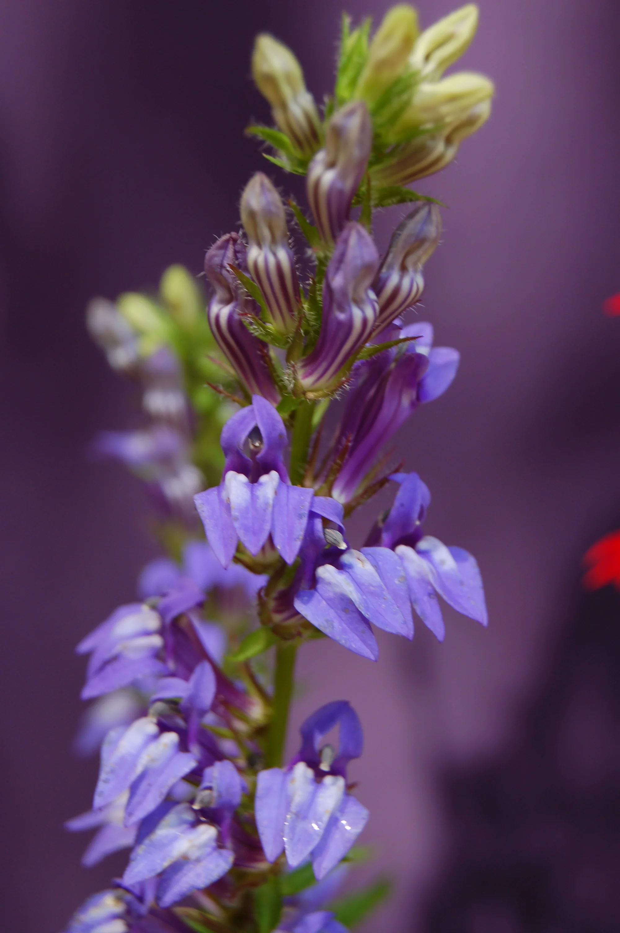 Lobelia siphilitica.JPG