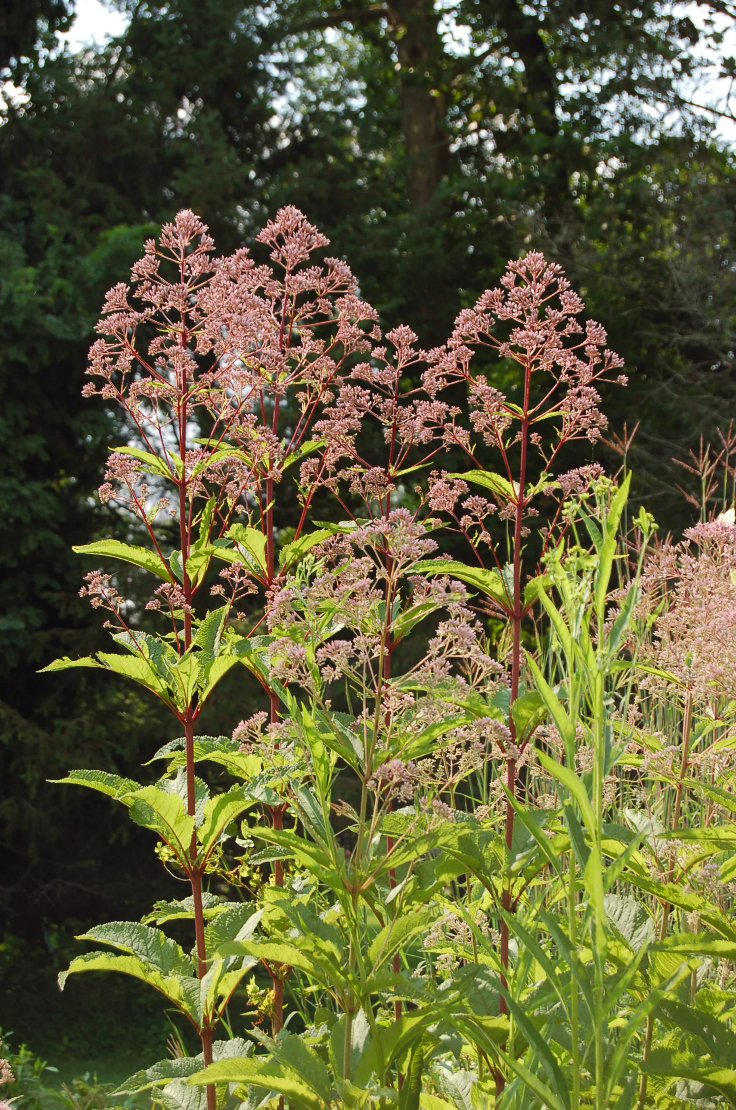 Eupatorium sp (2).JPG