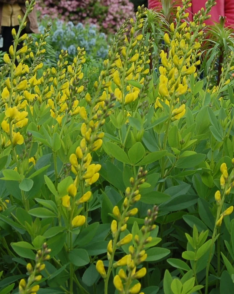 Baptisia sphaerocarpa.JPG