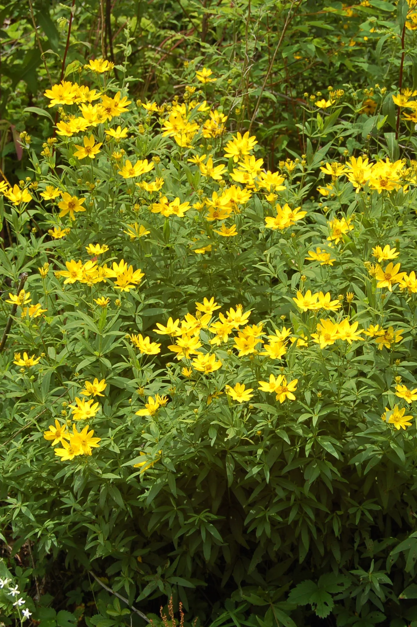 Coreopsis major (3).JPG