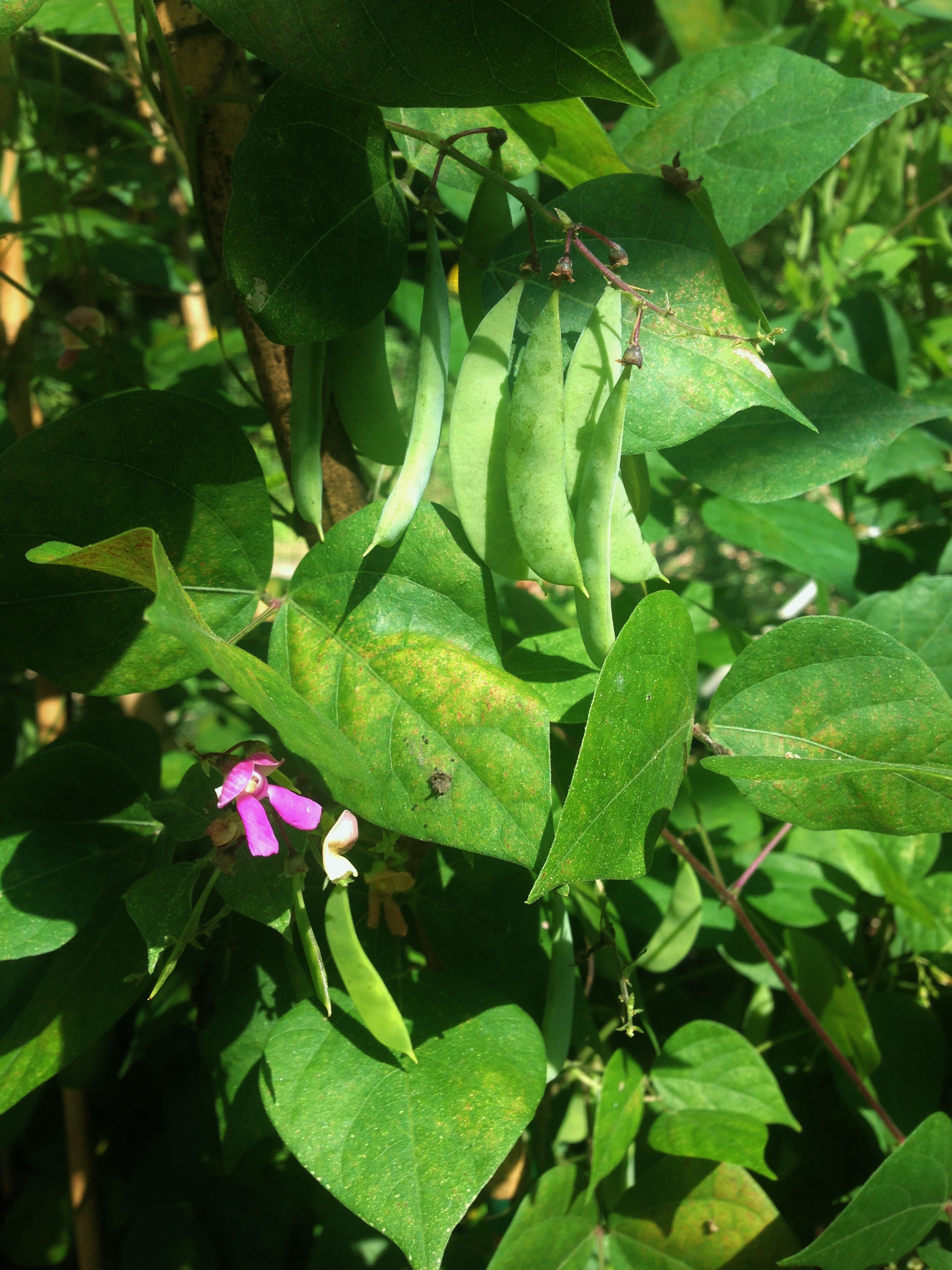 Phaseolus polystachios.JPG