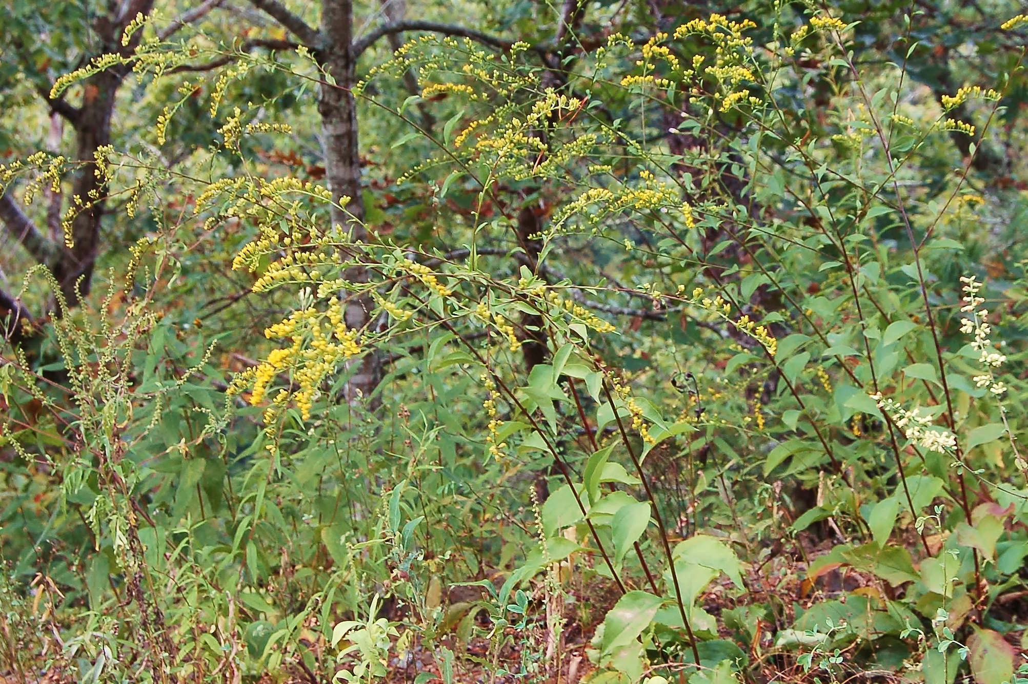 Solidago arguta var. harrisii (Harris' Goldenrod) — Wood Thrush Native