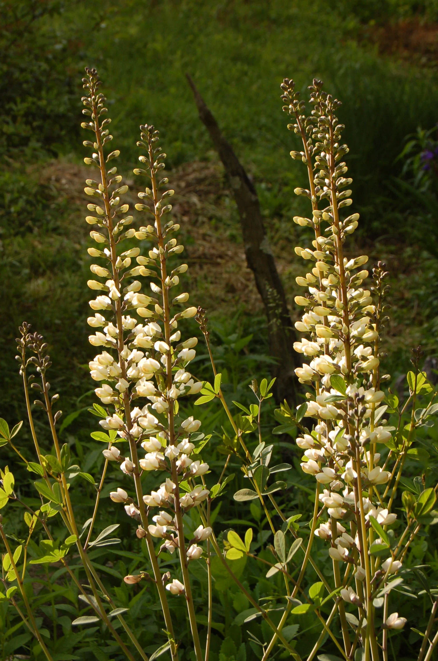 Baptisia alba (2).JPG