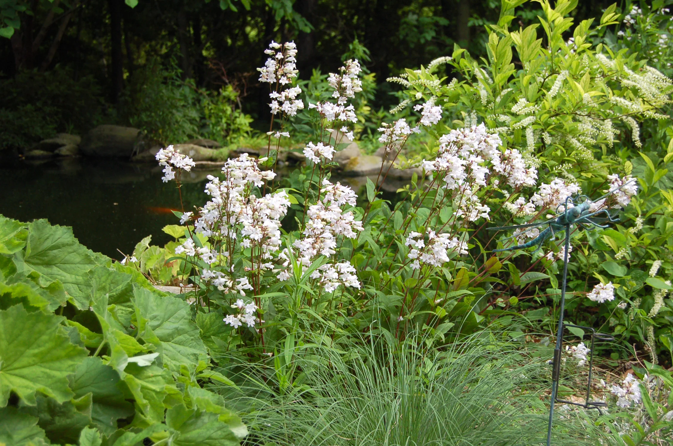 Penstemon digitalis (2).JPG
