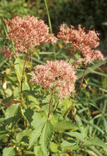 Eupatorium dubium0020.jpg