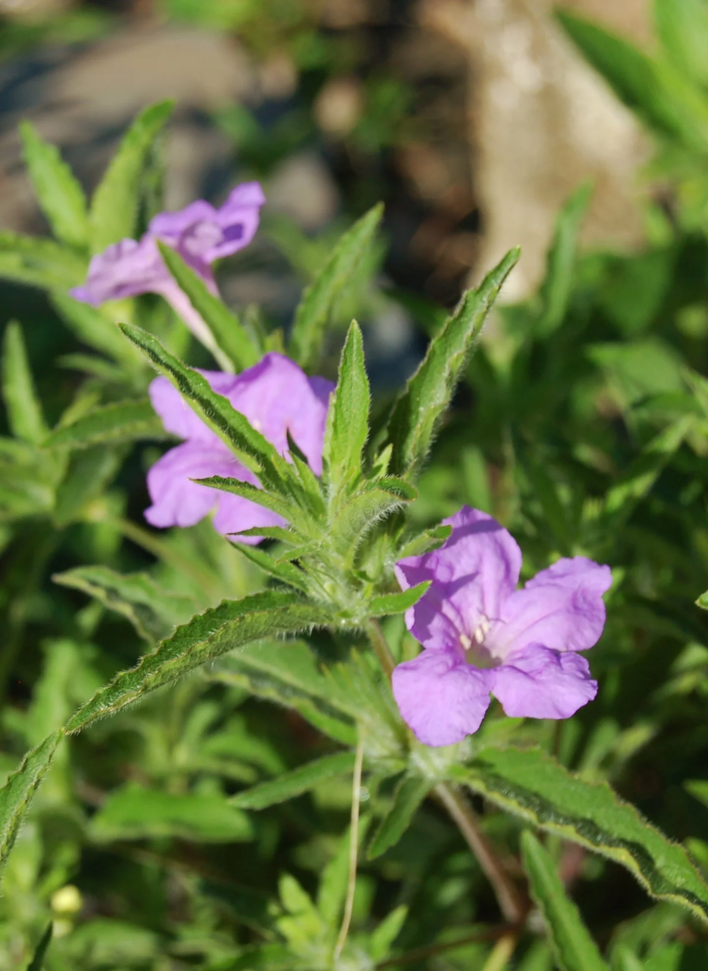 Ruellia caroliniensis (2).JPG