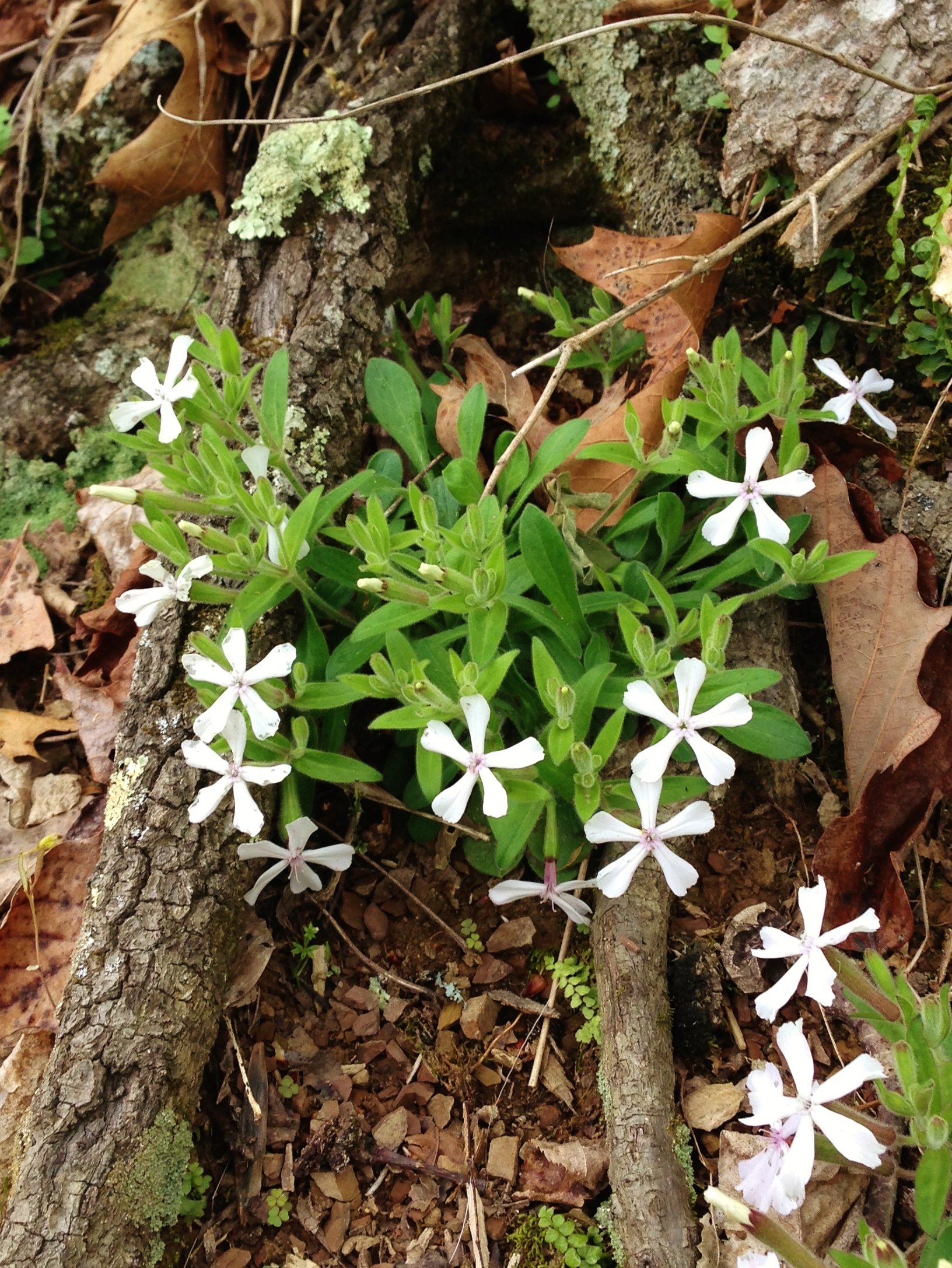 Silene carolina (2).JPG