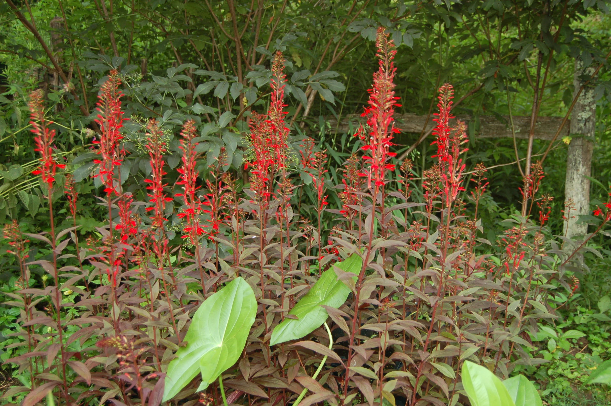 Lobelia cardinalis black truffle.JPG