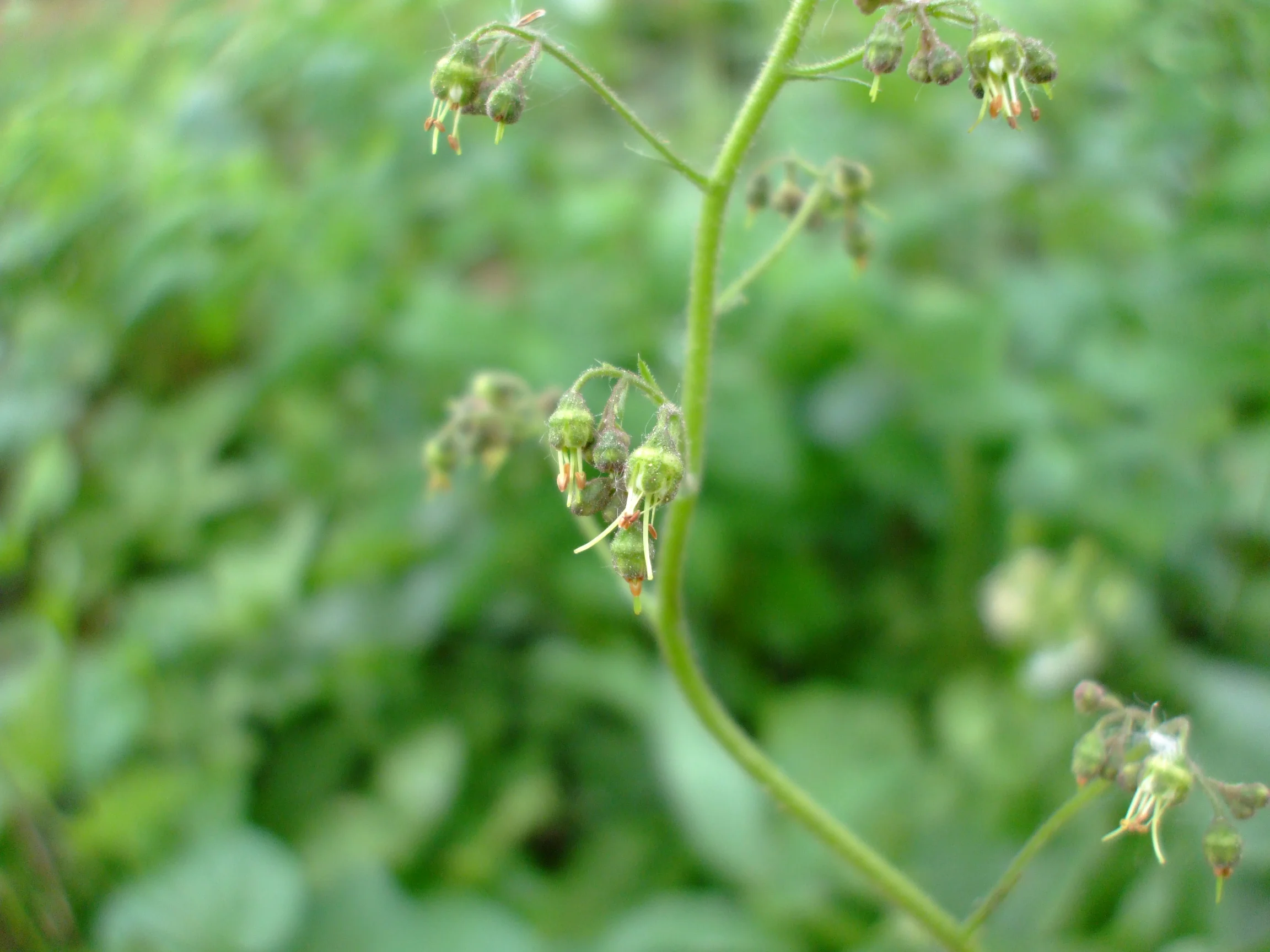 Heuchera americana 2.JPG