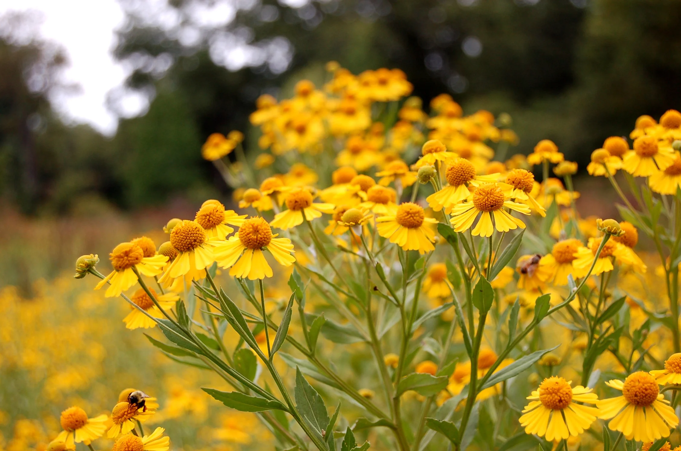 Helenium autumnale (2).JPG
