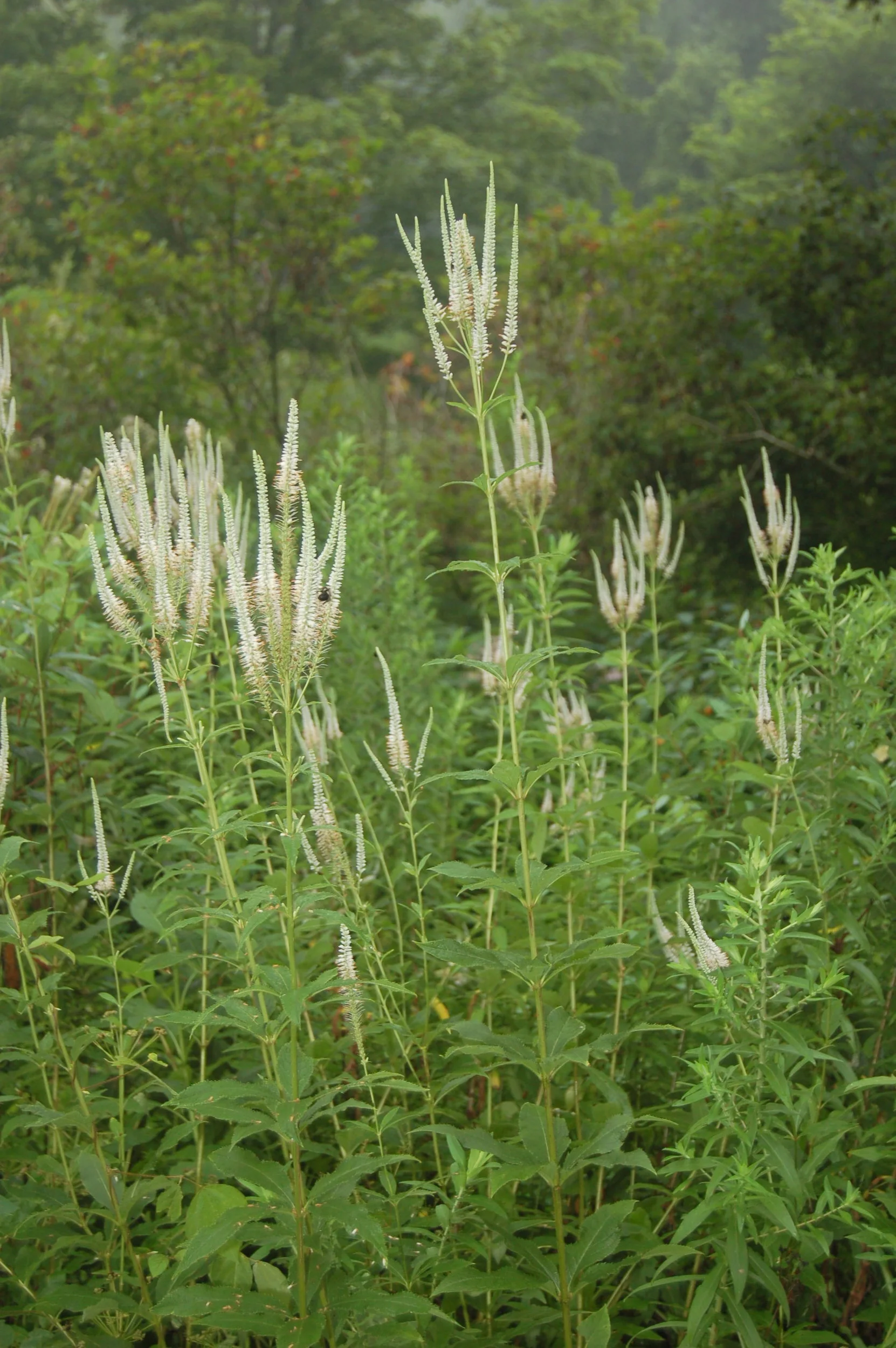 Veronicastrum (2).JPG