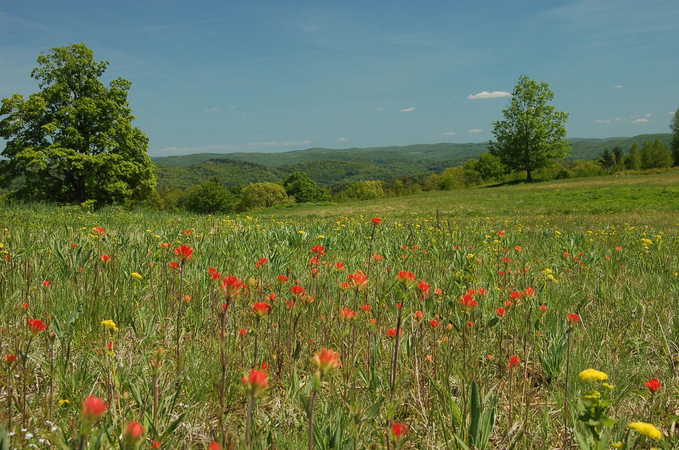 Parasitic plants: