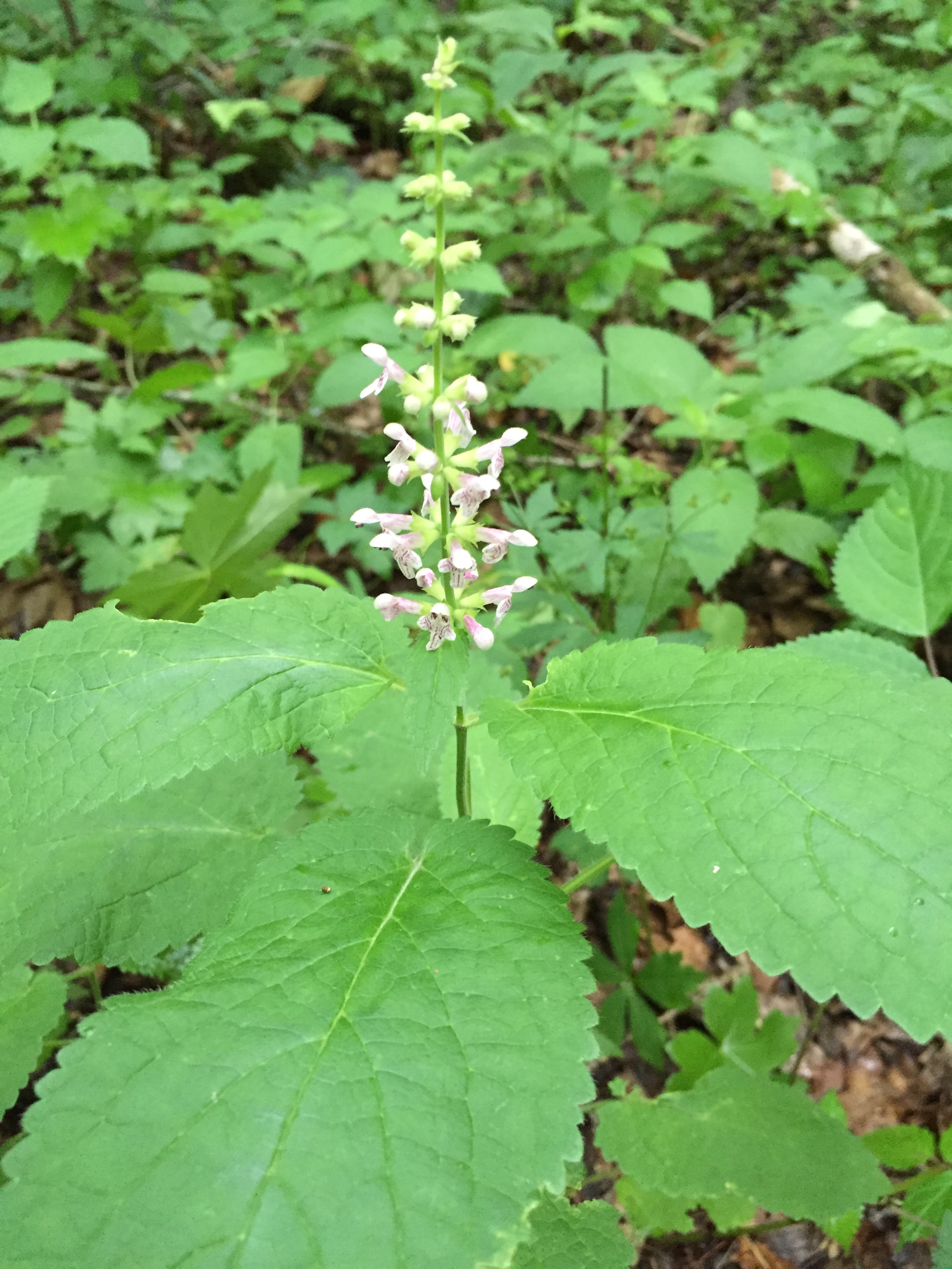 Stachys cordata (1).JPG