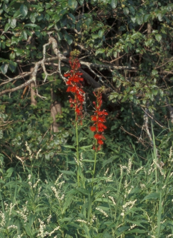Lobelia cardinalis003.jpg