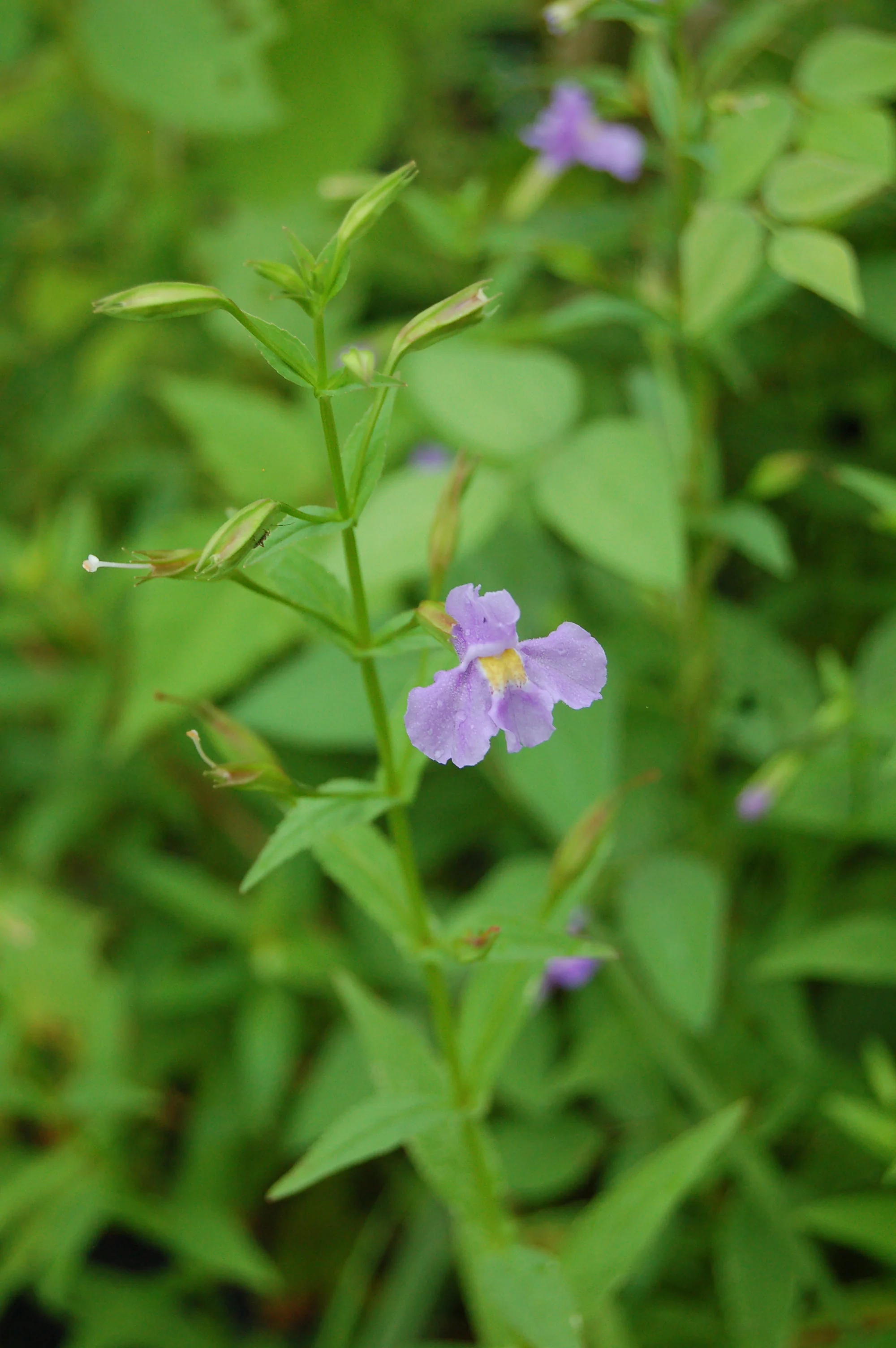 Mimulus ringens (7).JPG