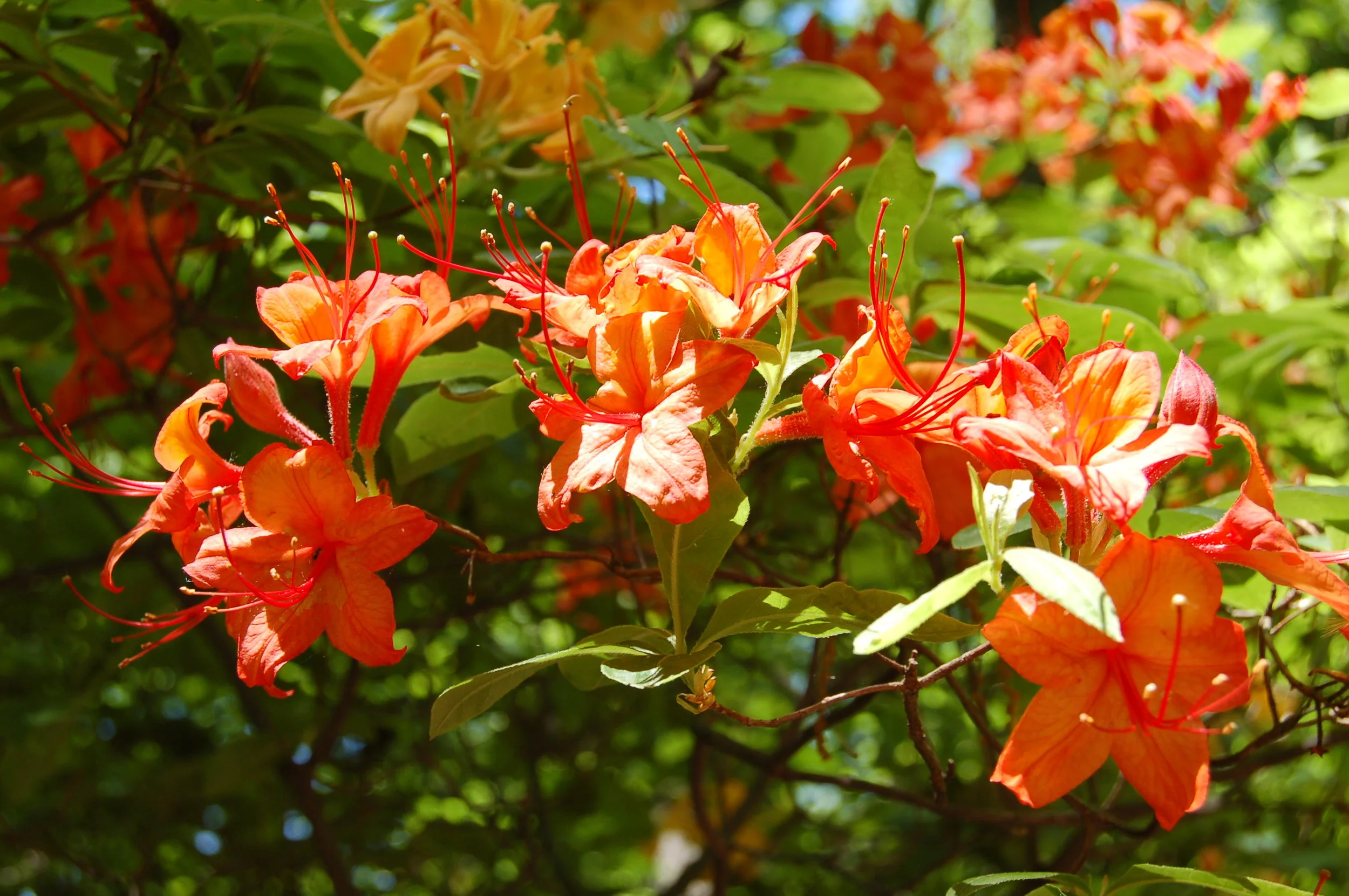 Rhododendron calendulaceum.JPG