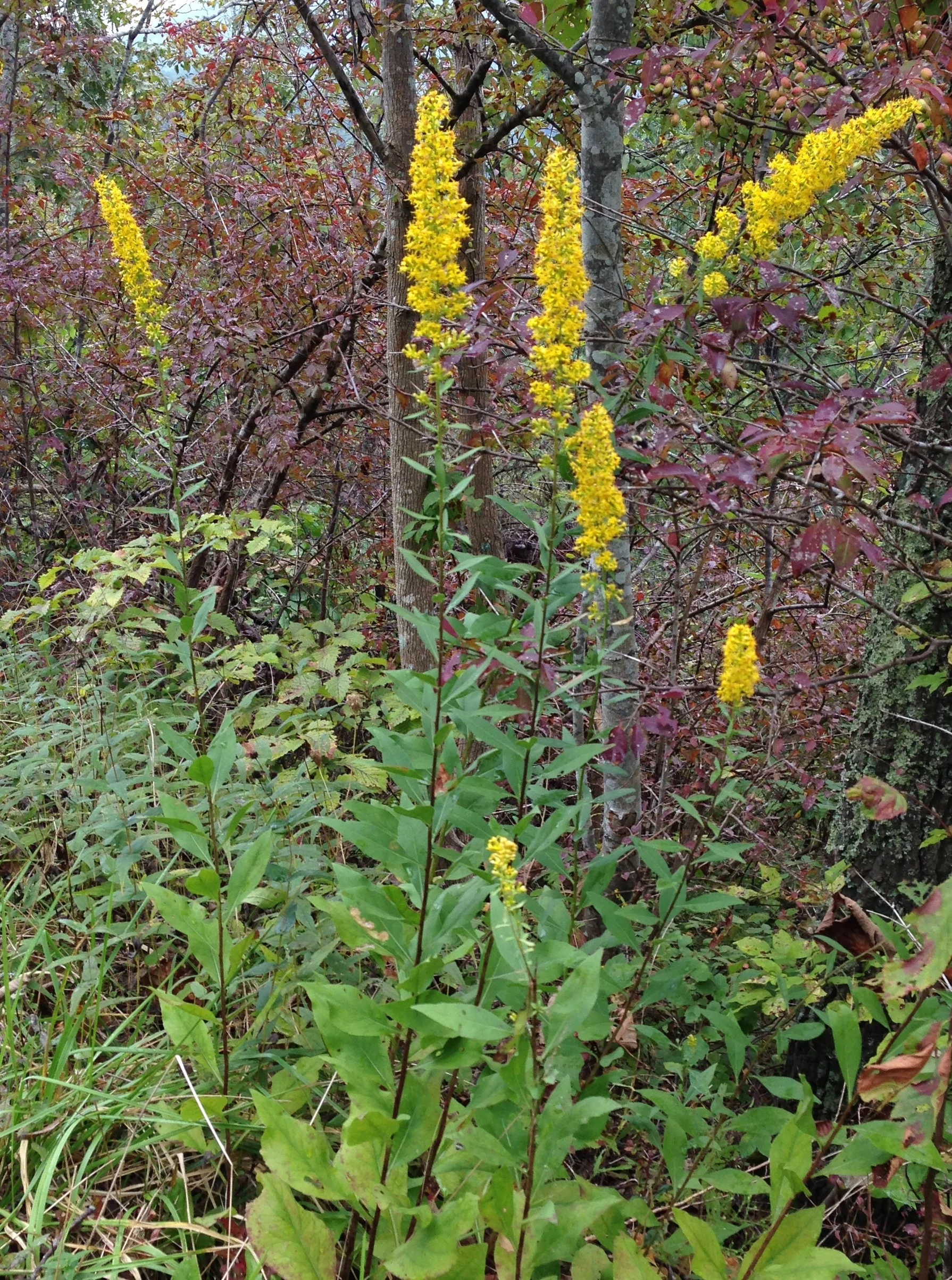 Solidago speciosa.JPG