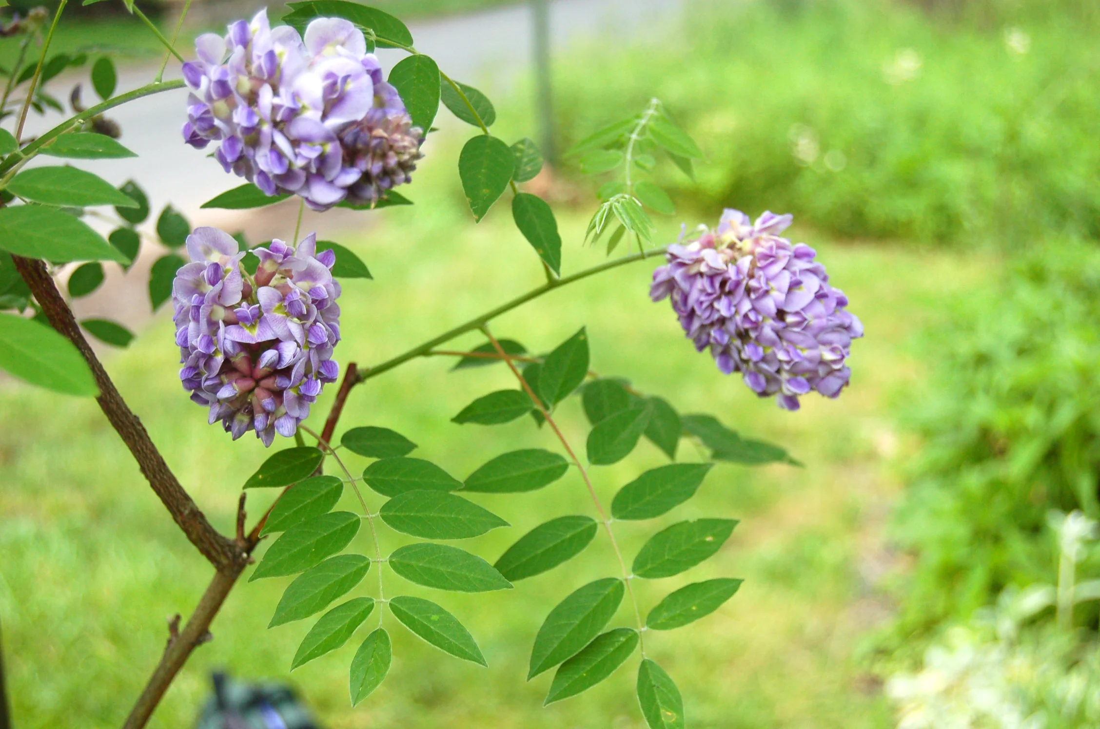 Wisteria macrostachia (2).JPG