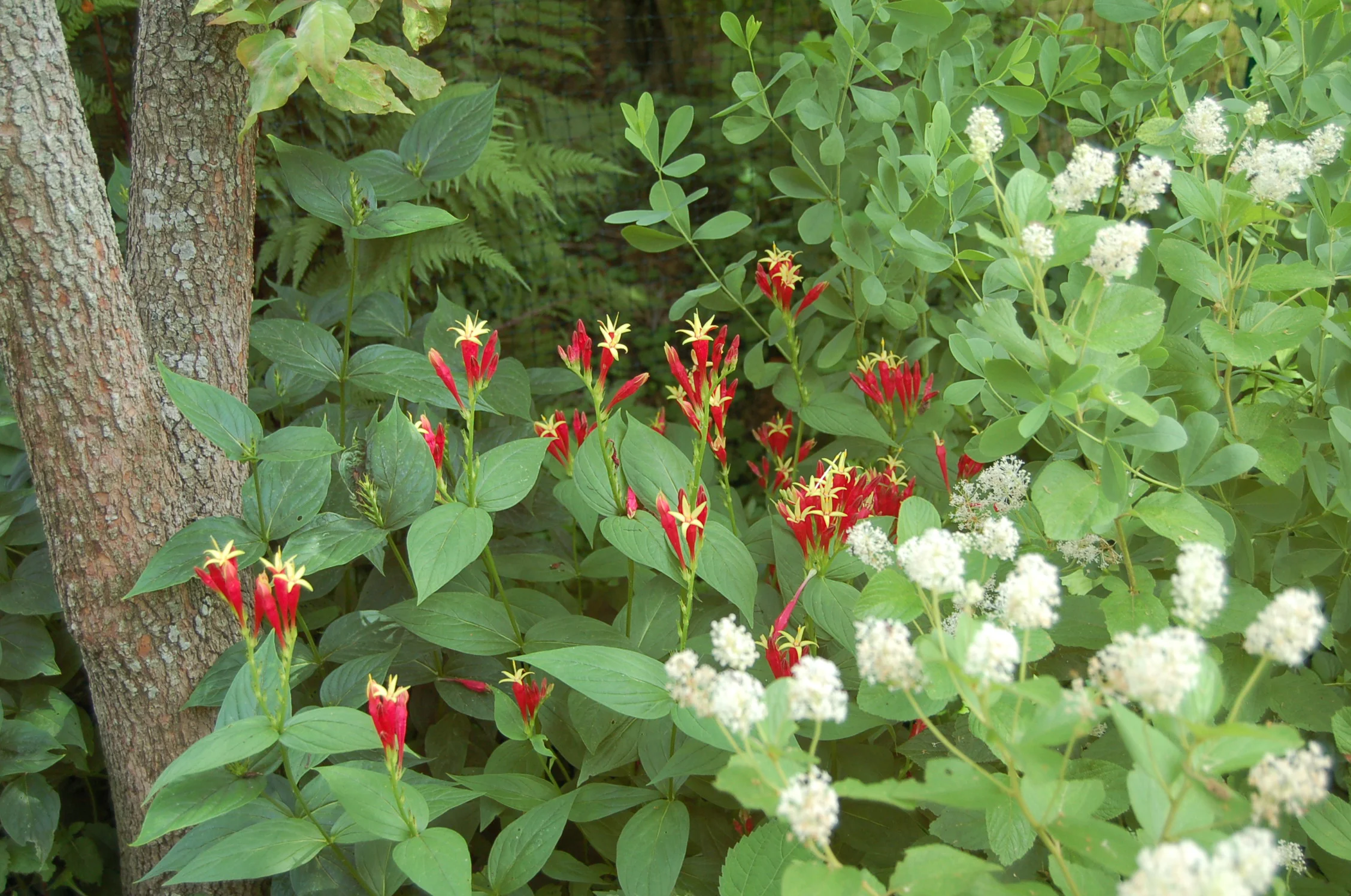 Spigellia marylandica.JPG