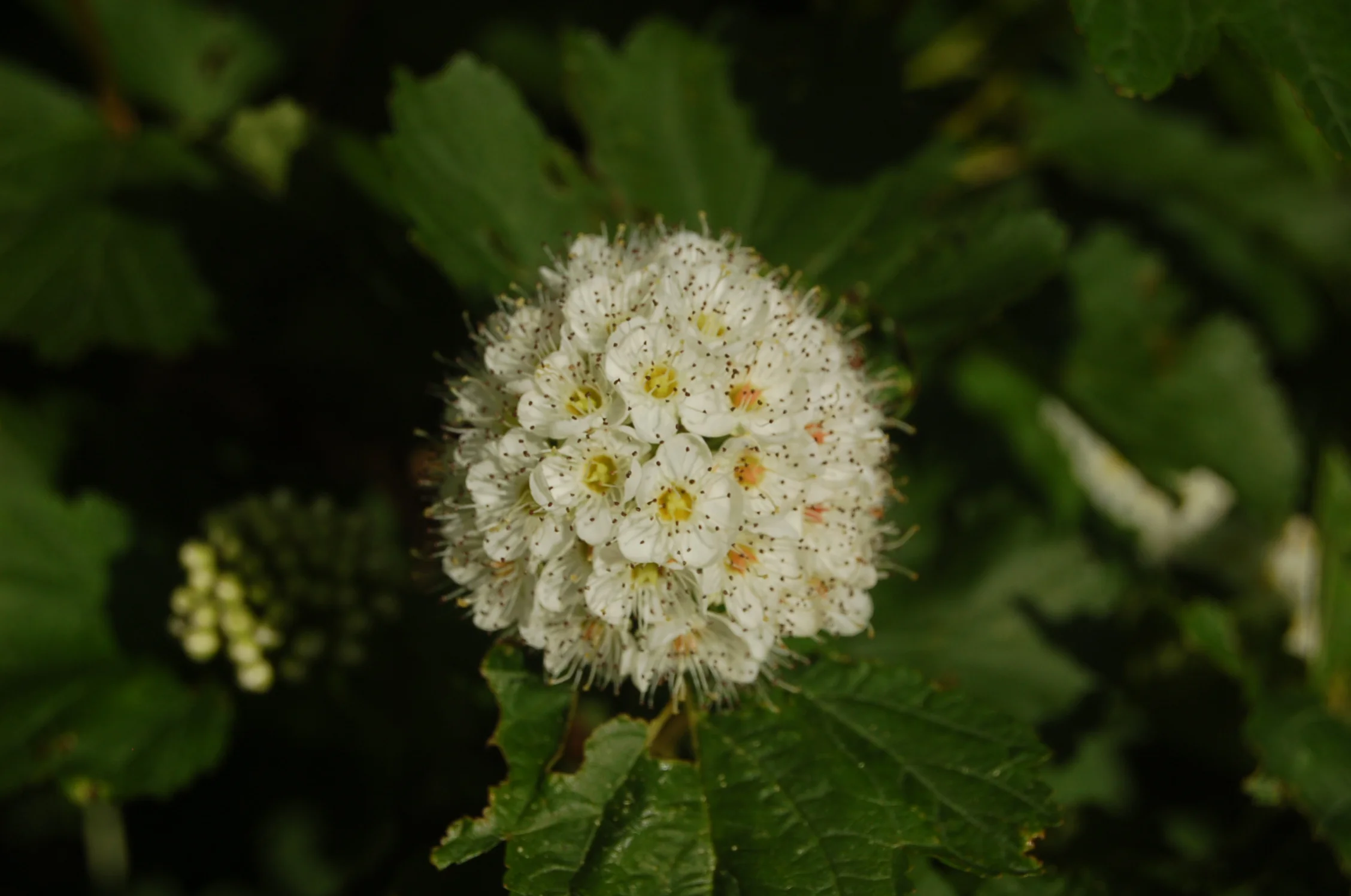 Physocarpus opulifolius (3).JPG