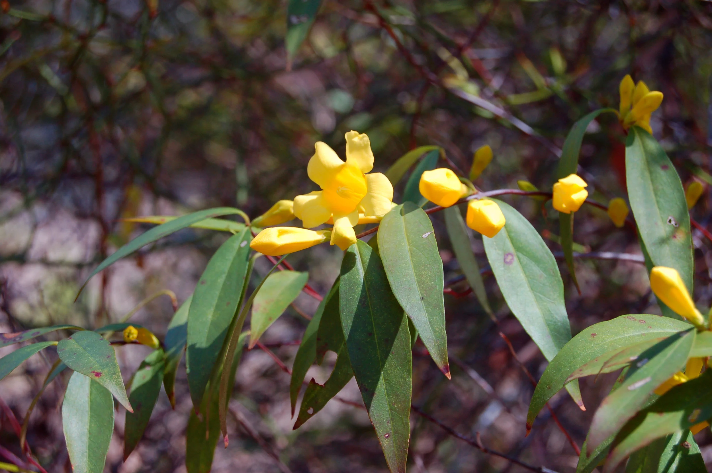 Gelsemium sempervirens.JPG