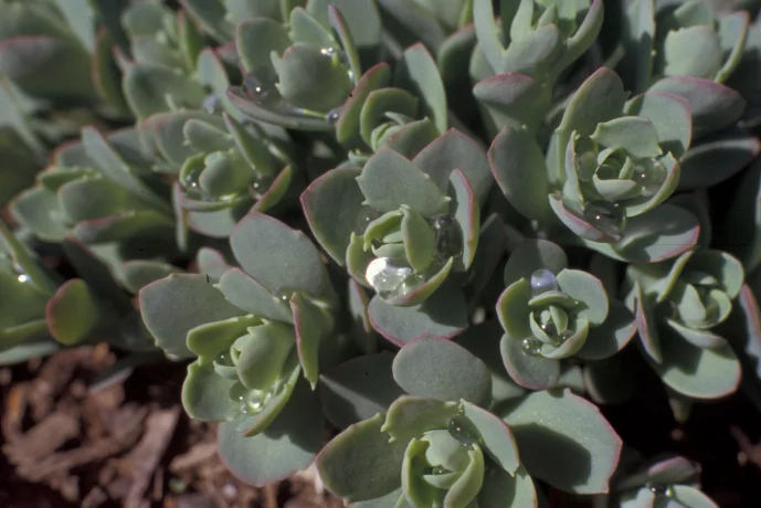 Sedum telephoides002.jpg