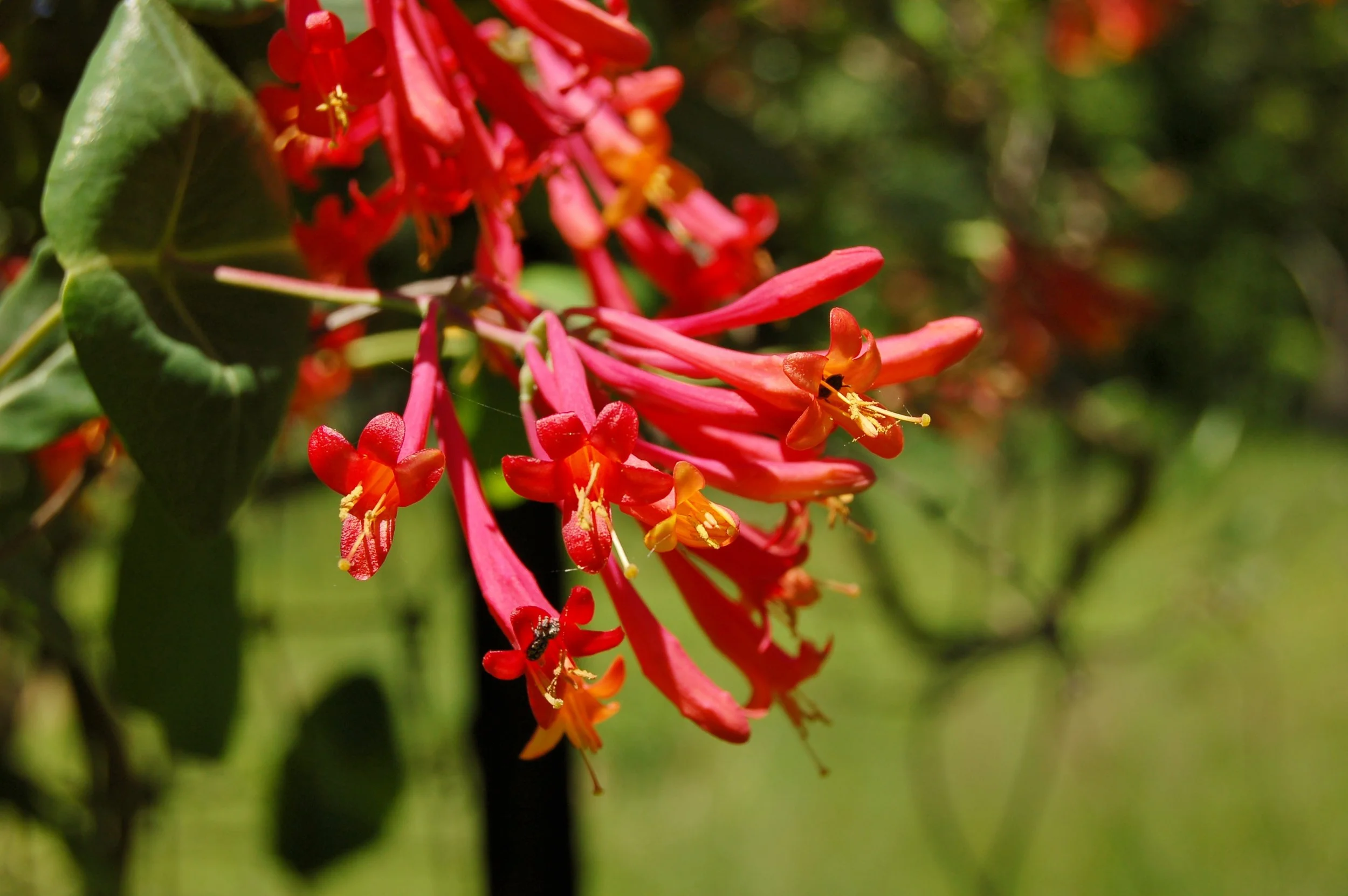Lonicera sempervirens 2.JPG