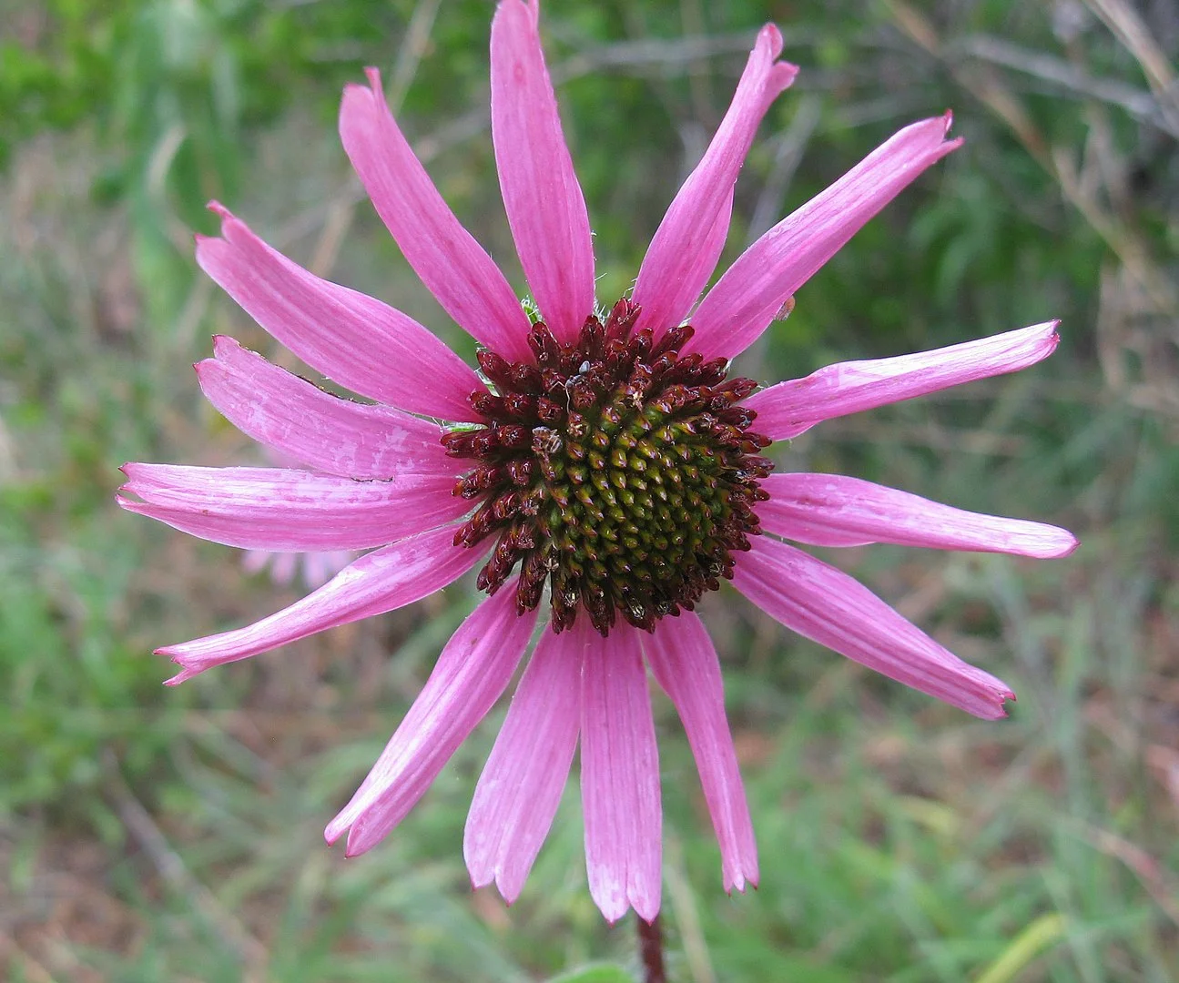 1295px-Echinacea_tennesseensis_Couchville.jpg