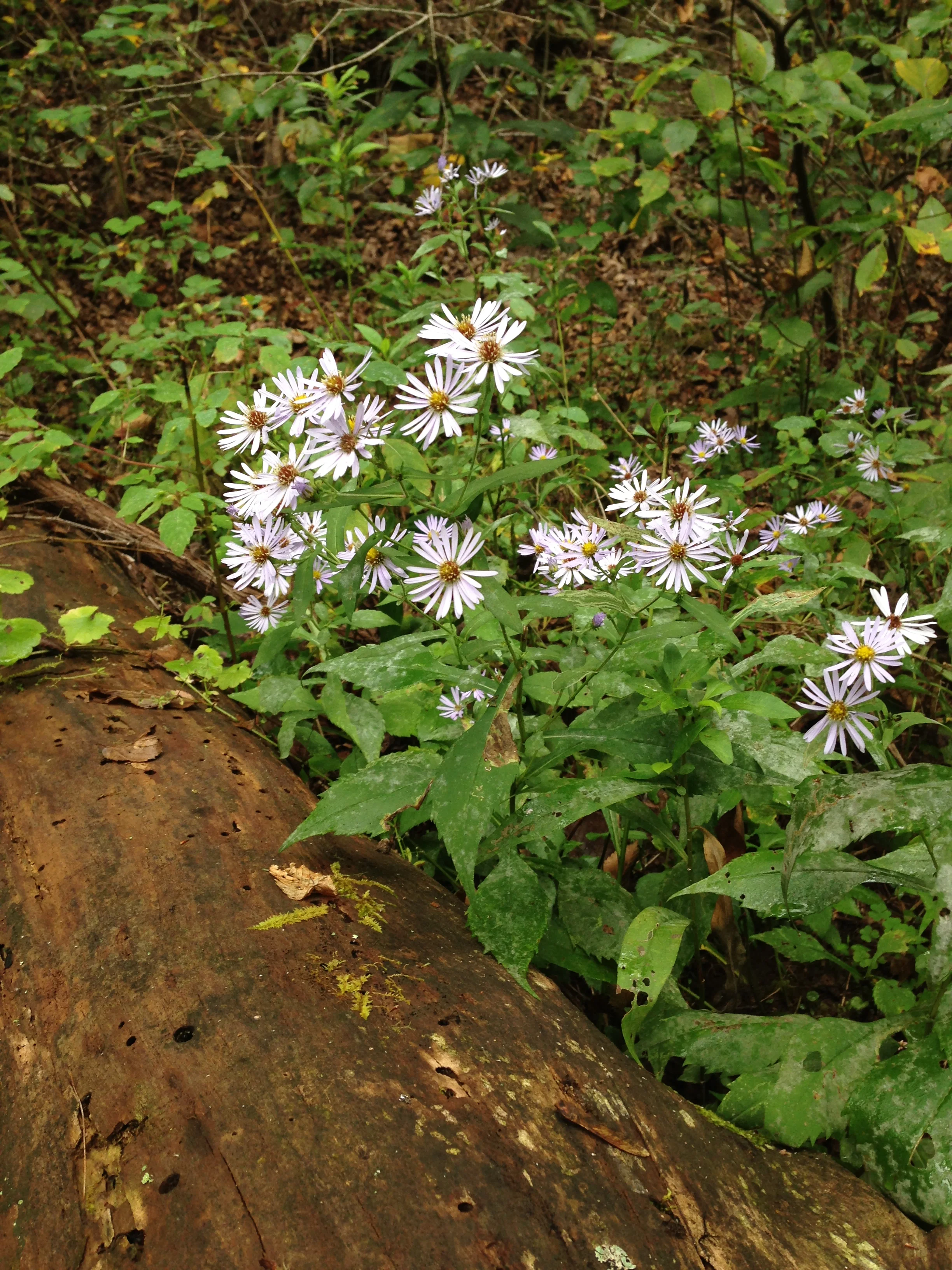 Aster prenanthoides.JPG