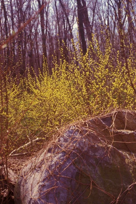 Lindera benzoin0010.jpg