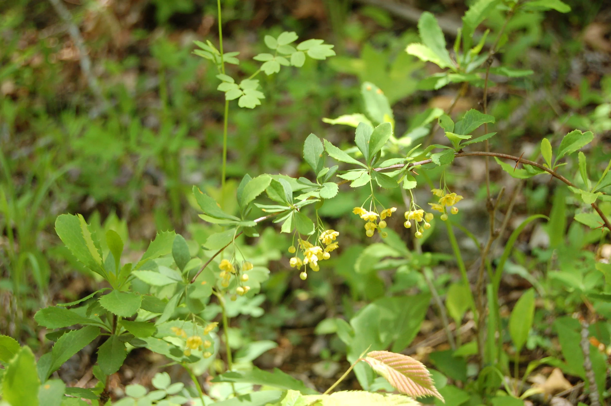 Berberis canadensis (4).JPG