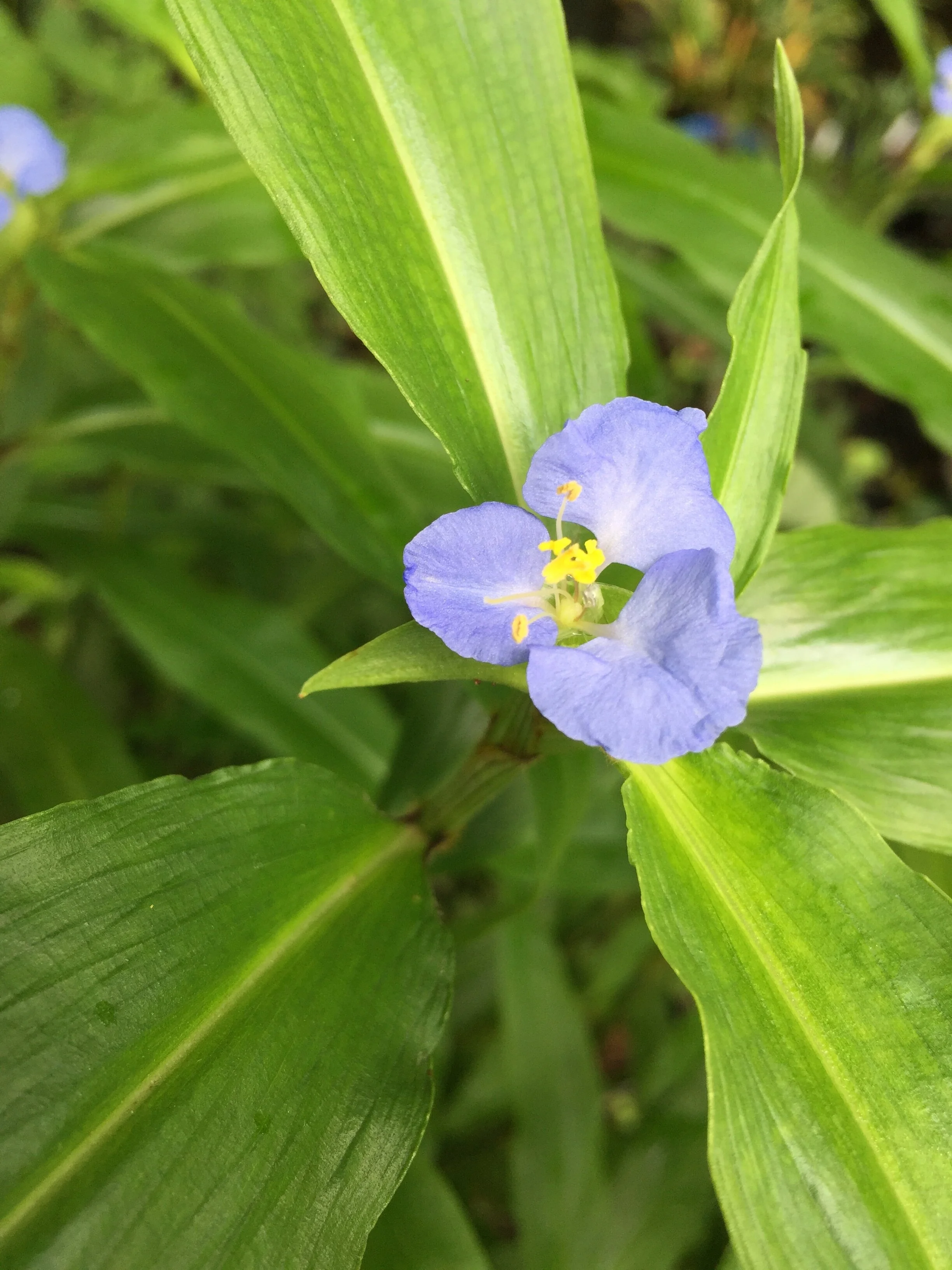 Commelina virginica (4).JPG