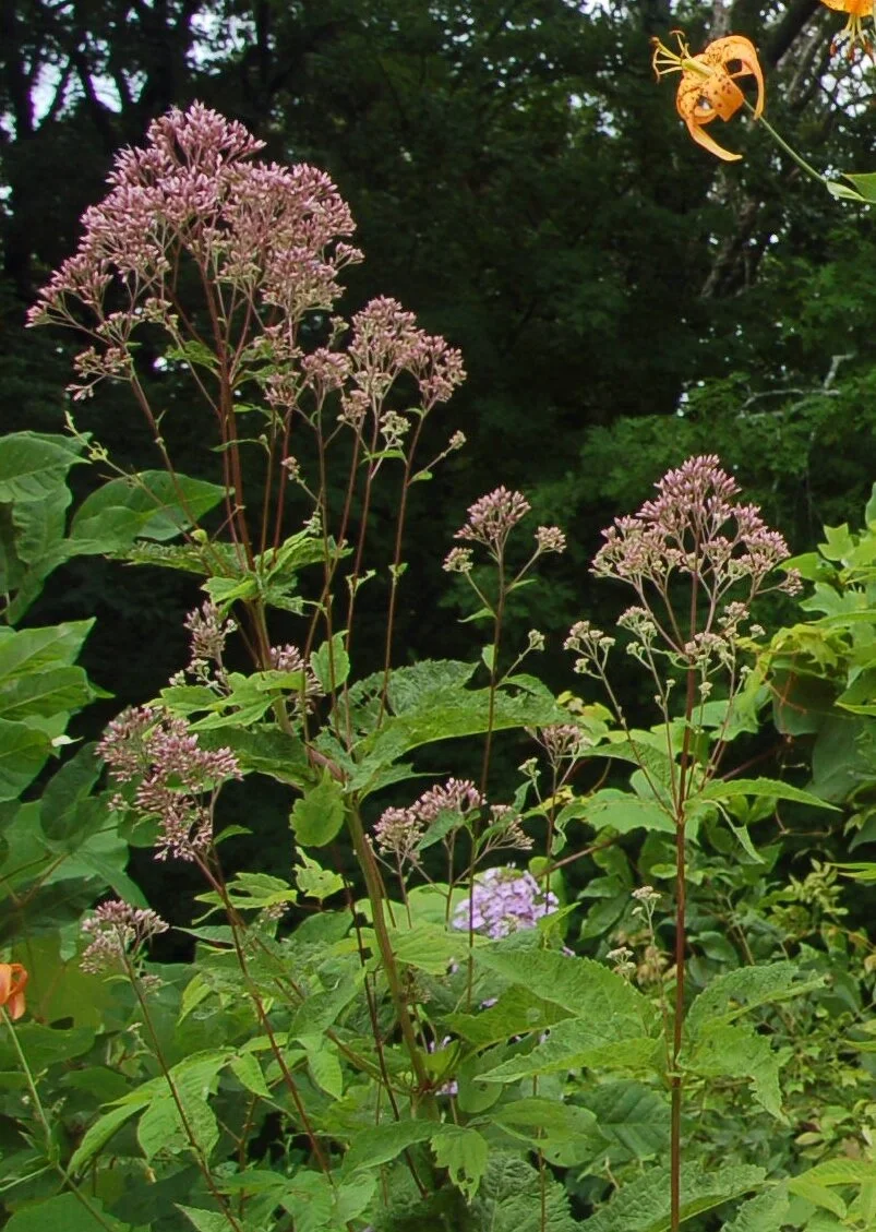 Eupatorium purpureum.JPG