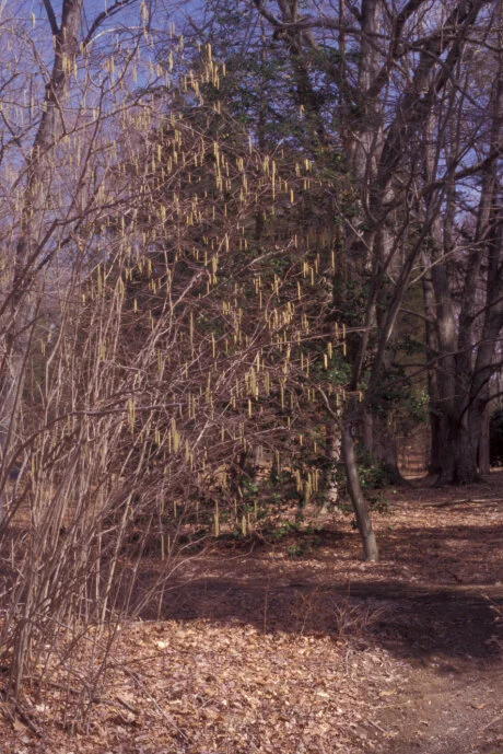 Corylus americana001.jpg