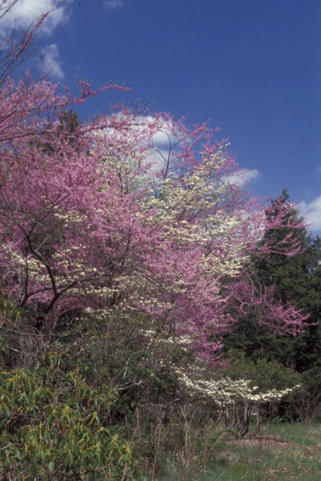 Cercis canadensis002.jpg