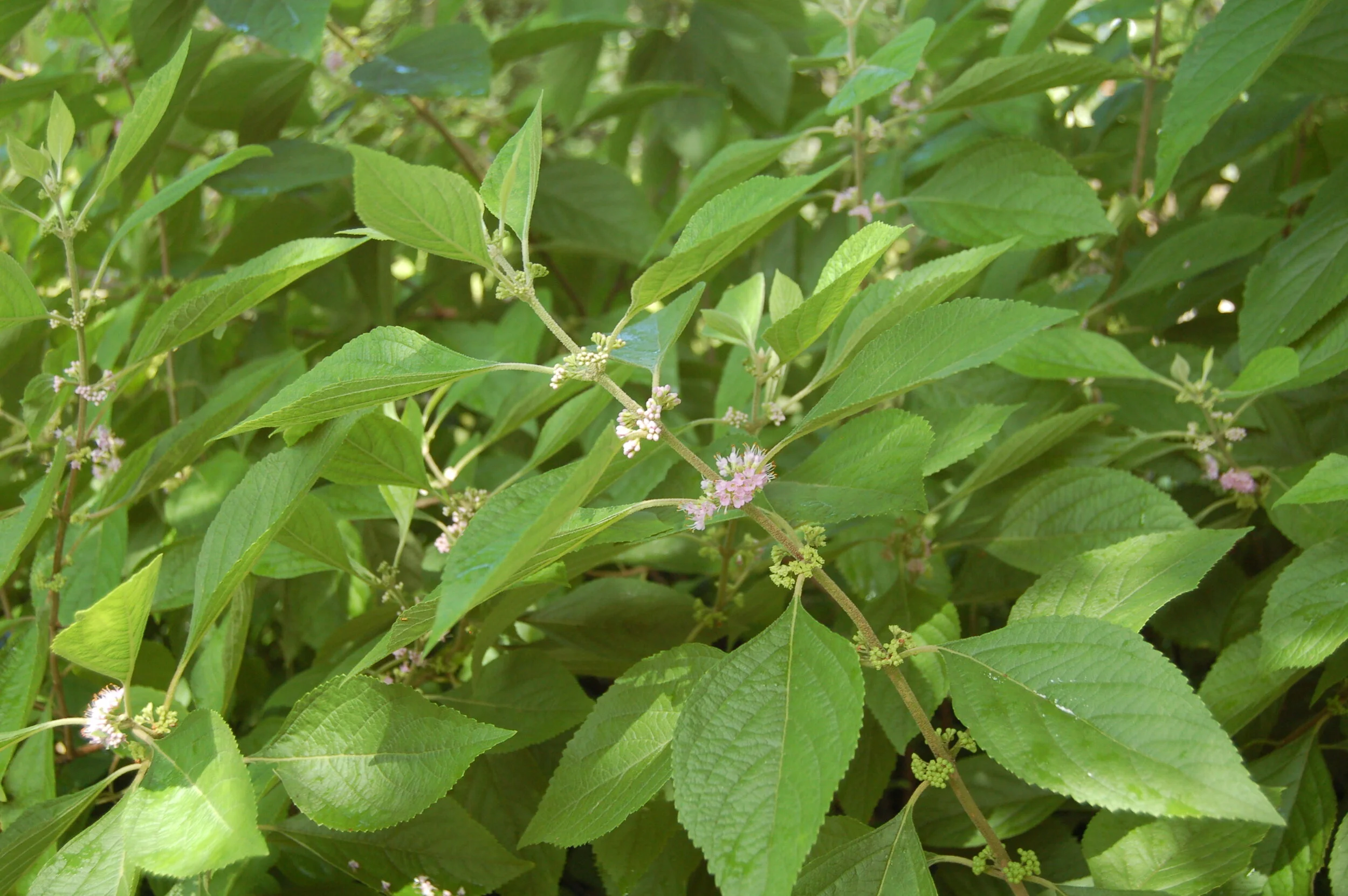 Calicarpa americana.JPG
