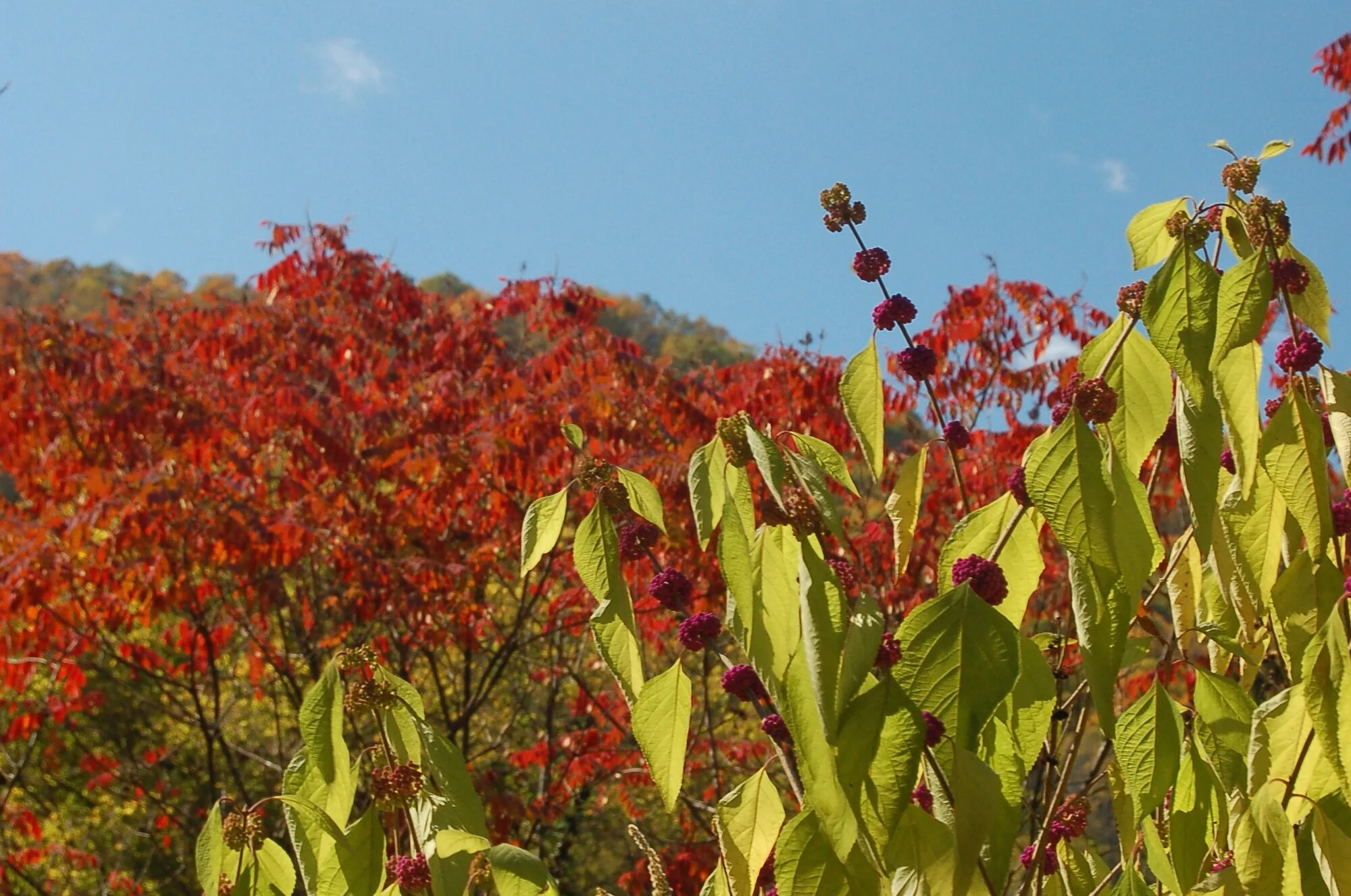 Callicarpa - Copy.JPG