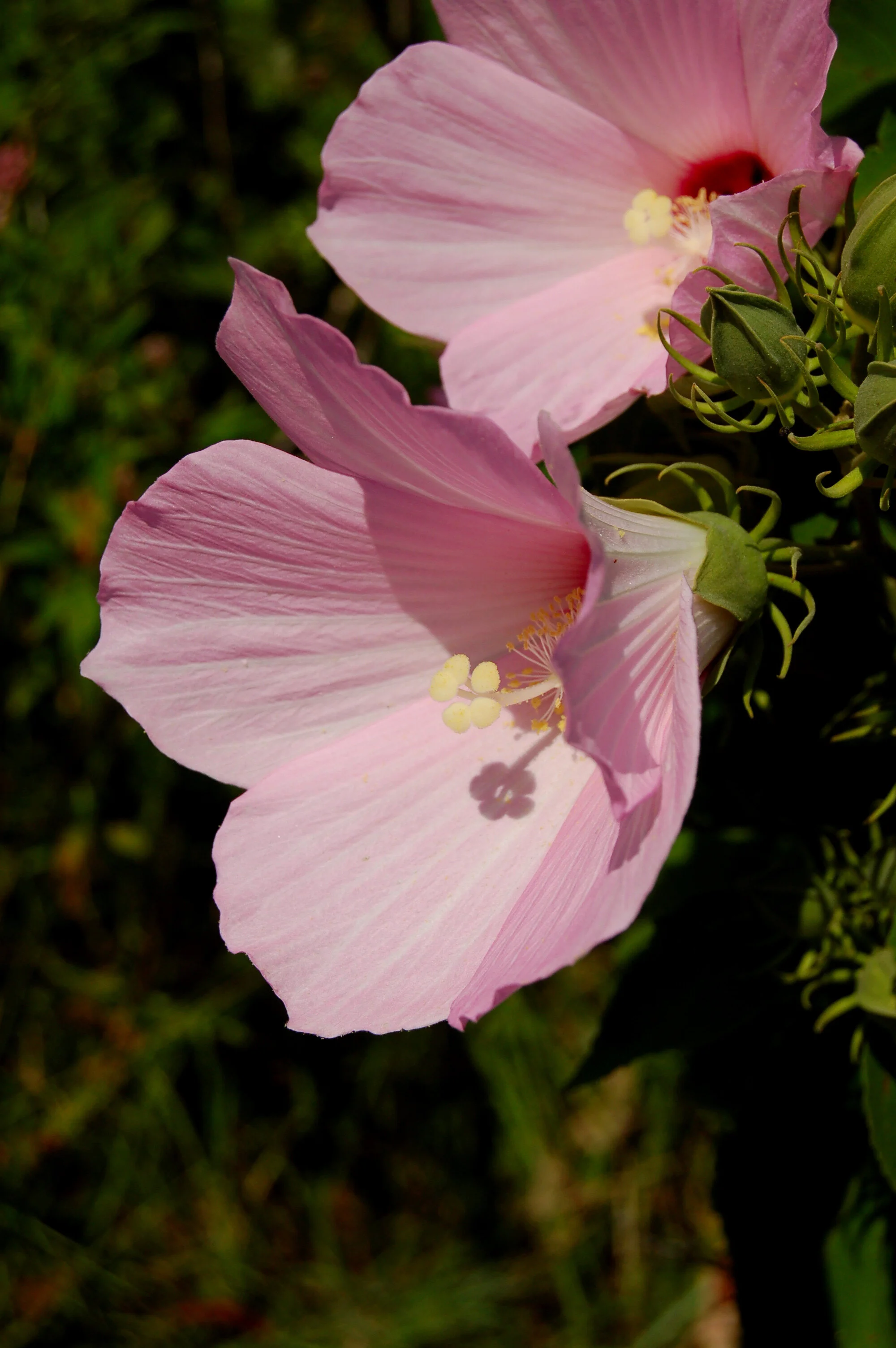 Hibiscus moscheutos.JPG