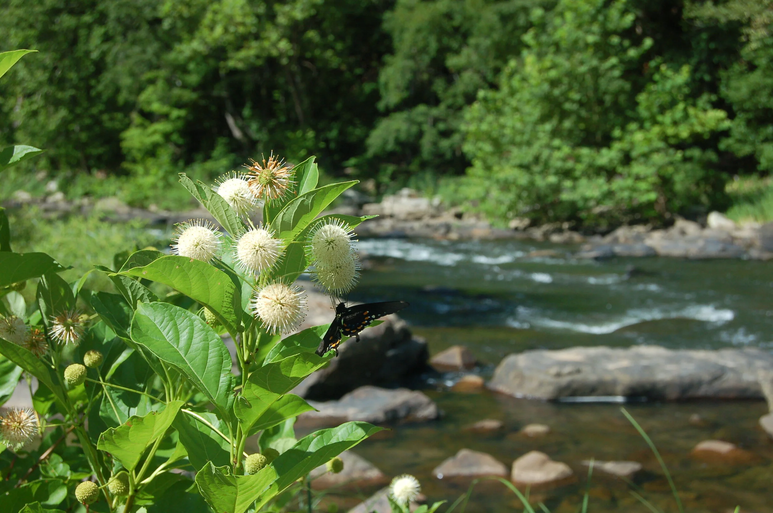 Cephalanthus occidentalis (4).JPG