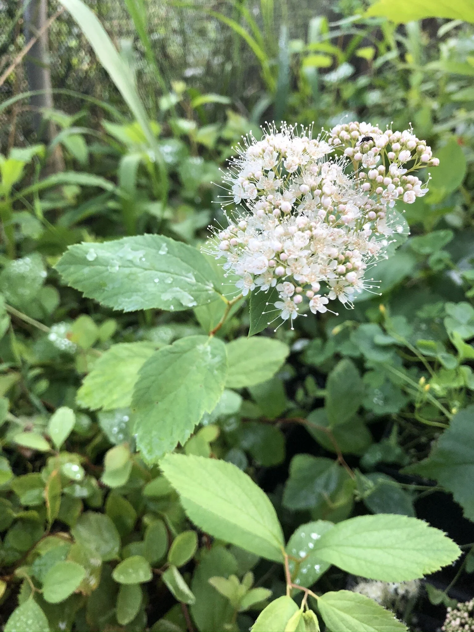 IMG_6423.JPEG