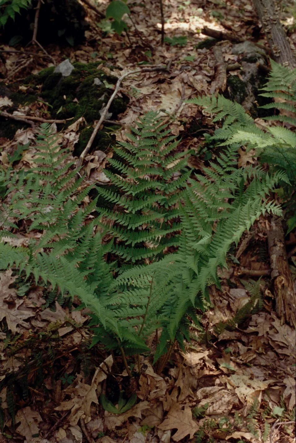Dryopteris002marginalis.jpg