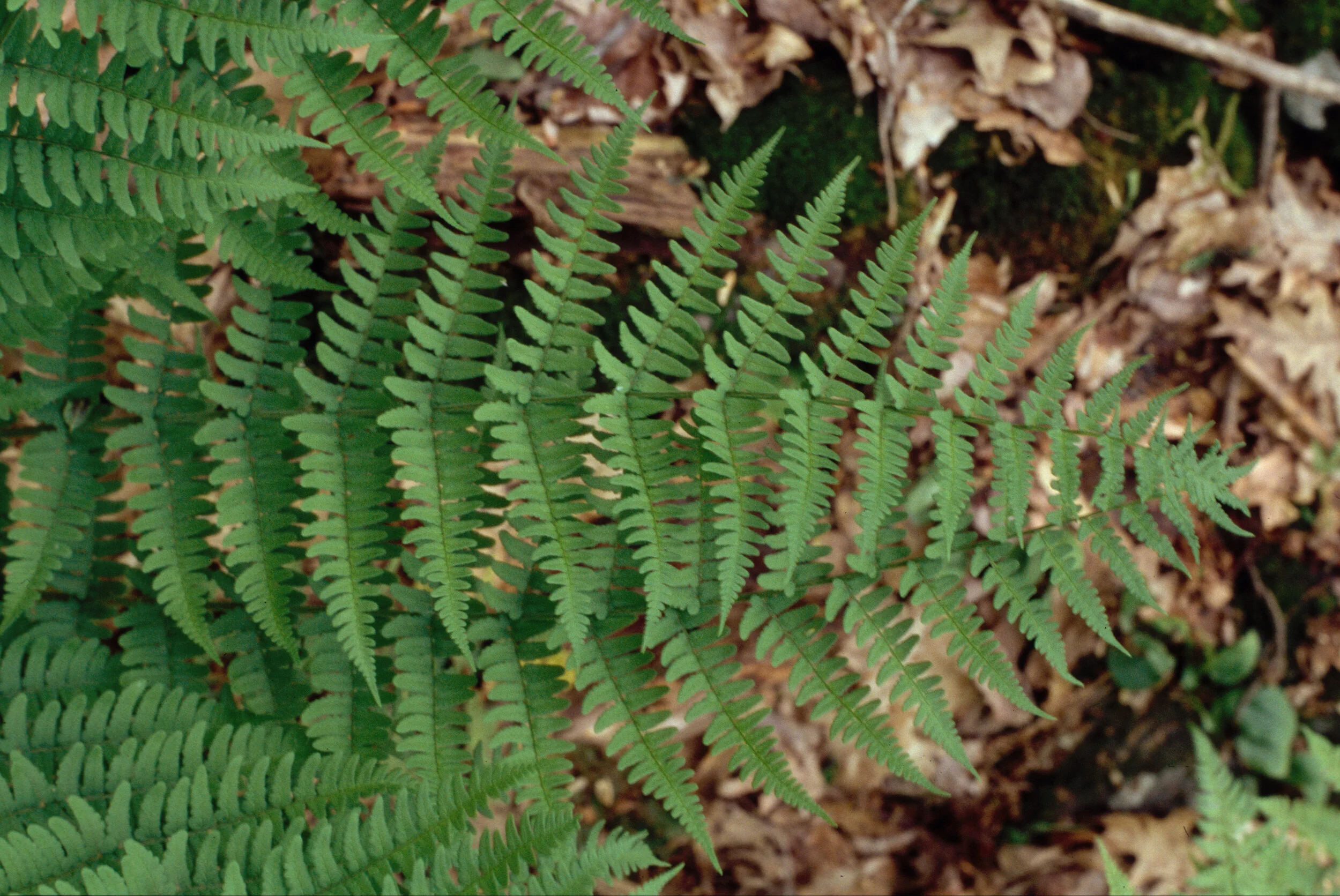 Dryopteris001marginalis.jpg