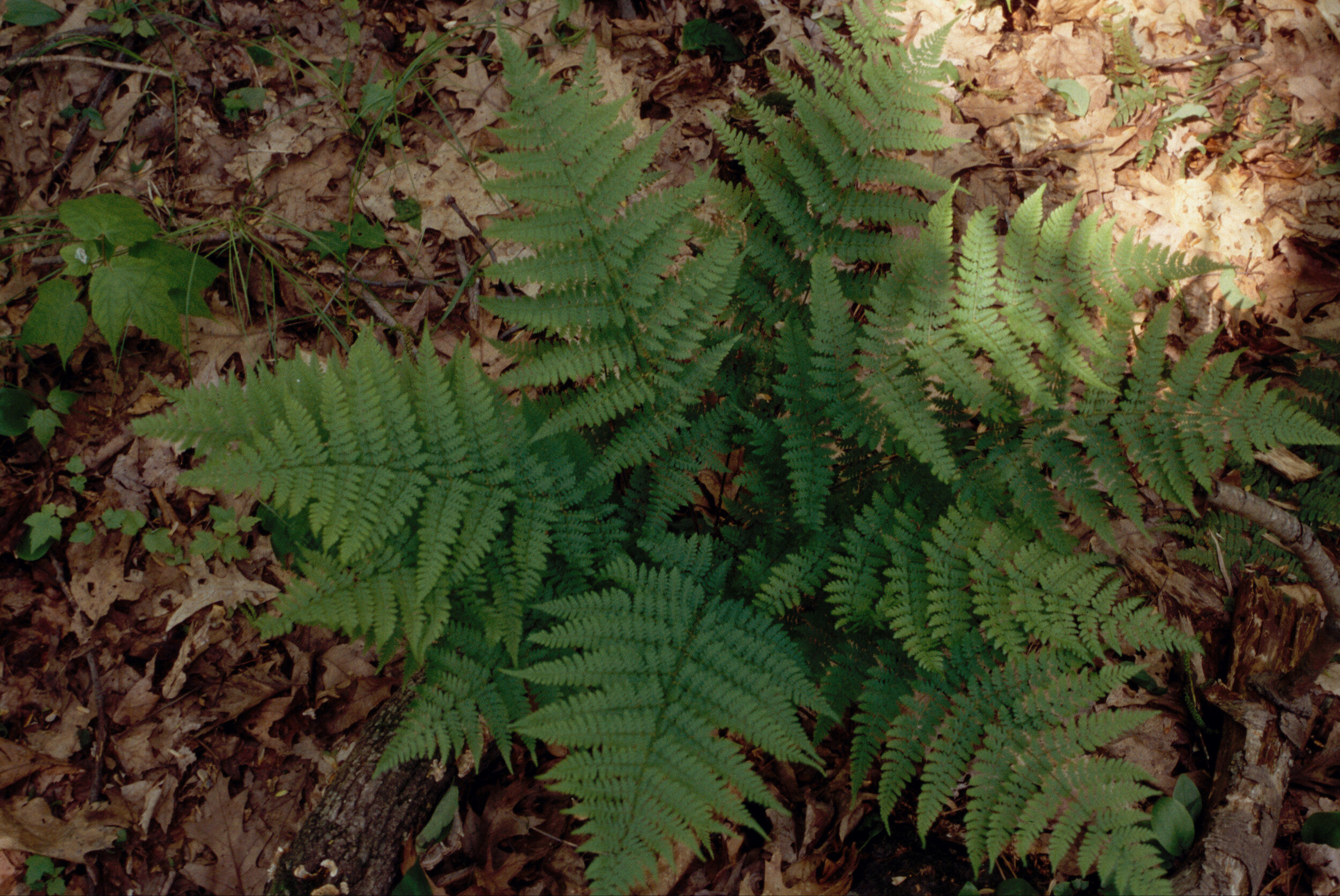 Dryopteris002carthusiana.jpg