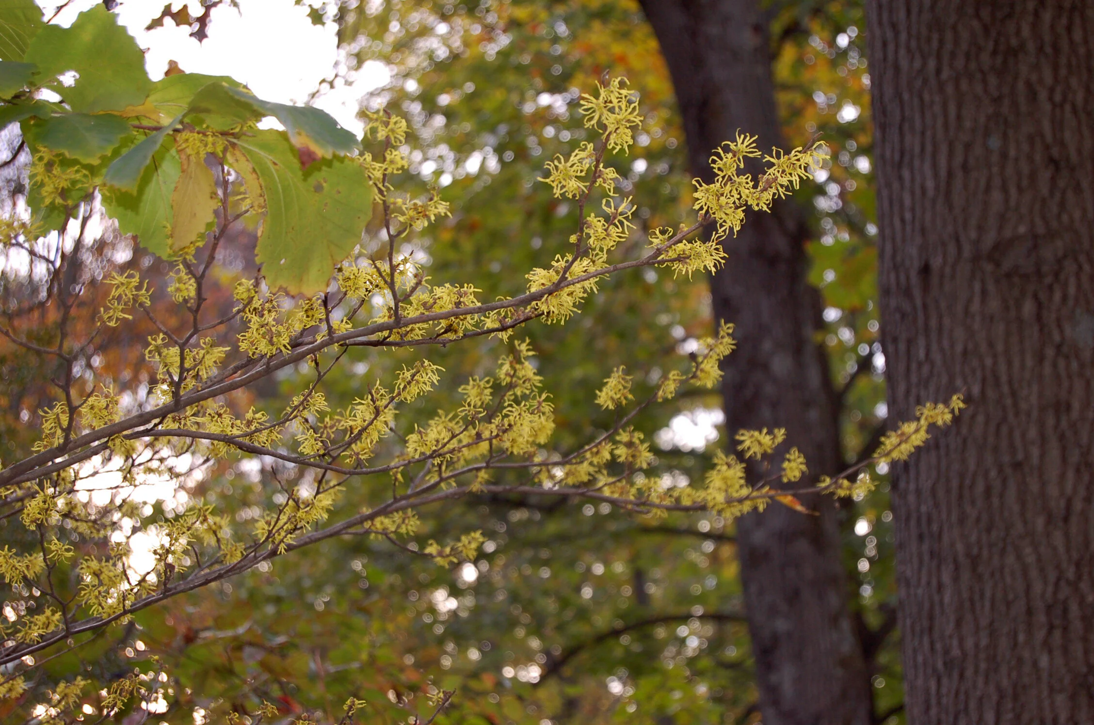 Hamamelis virginiana.JPG
