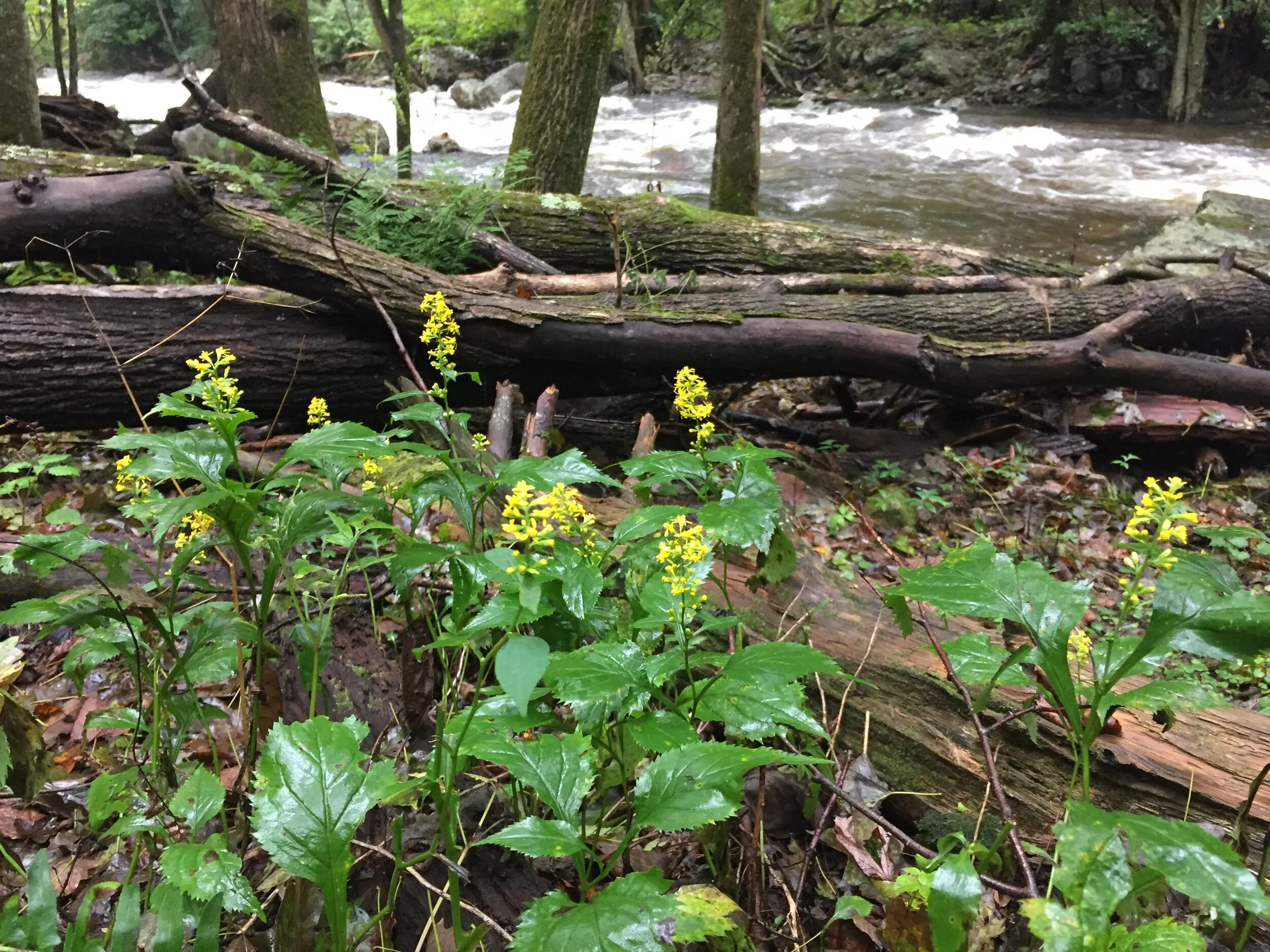 Solidago flexicaulis (2).JPG