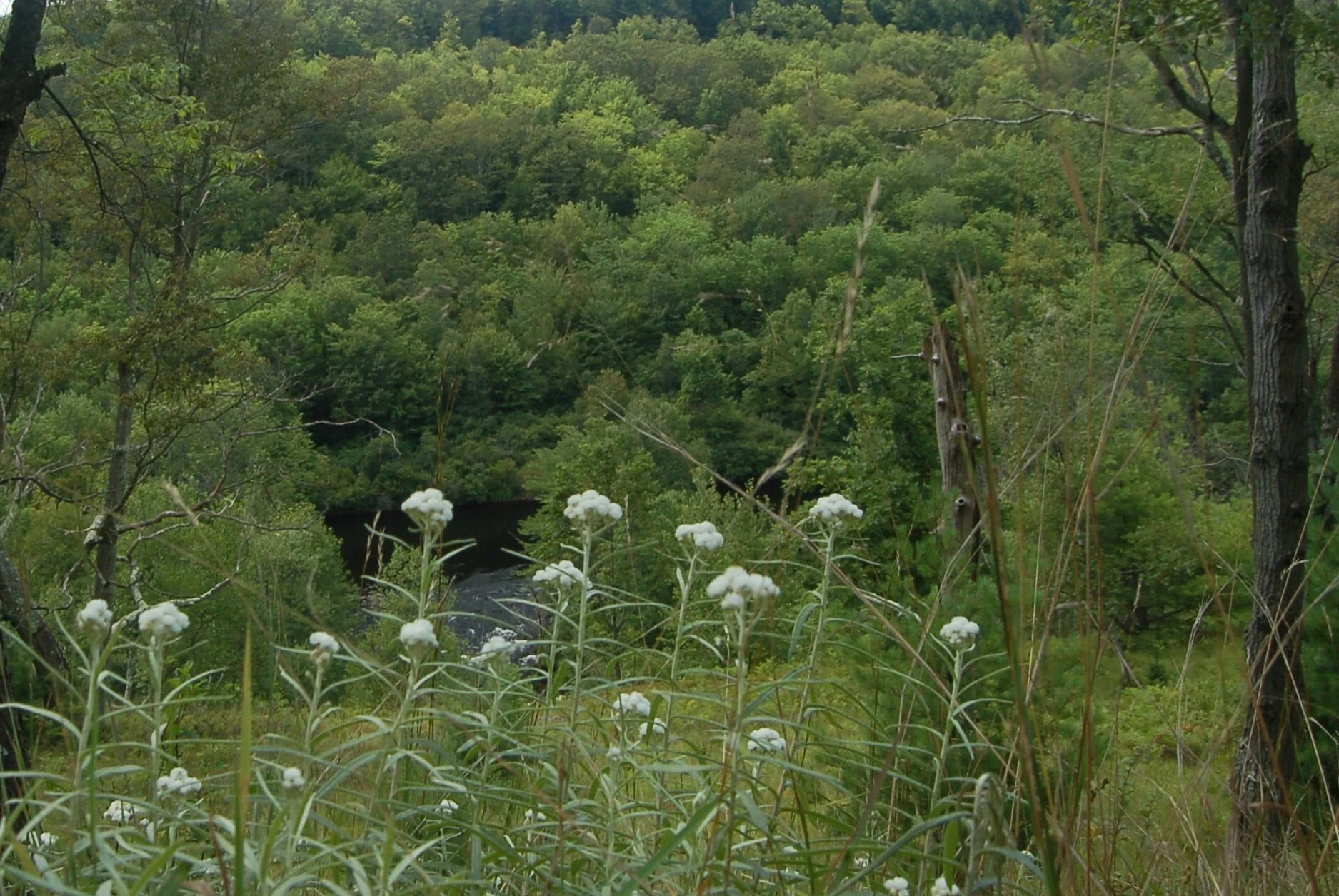 Anaphalis margaritacea (4).JPG