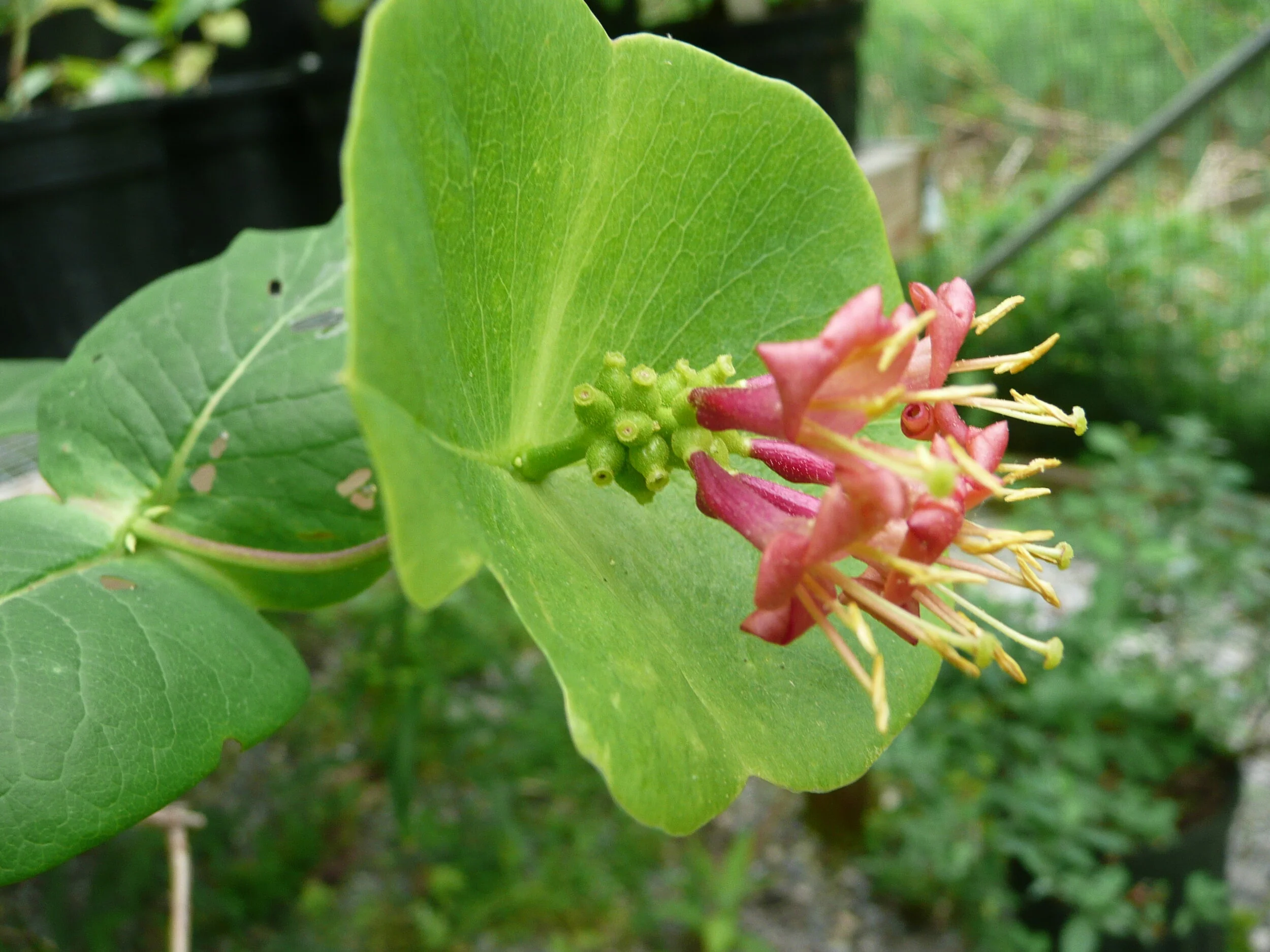 Lonicera dioica (4).JPG