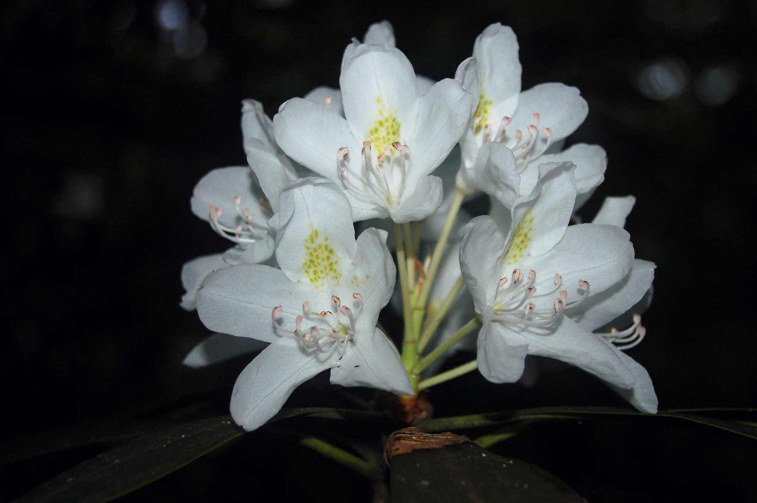 Rhododendron maximum.JPG