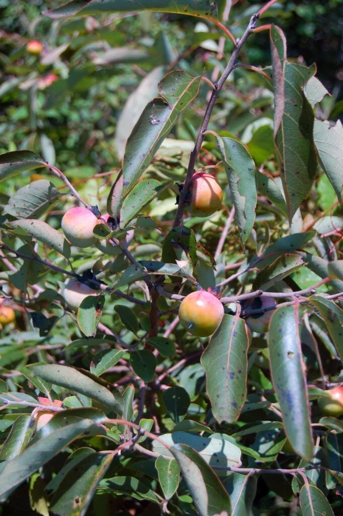 Diospyros virginiana (2).JPG