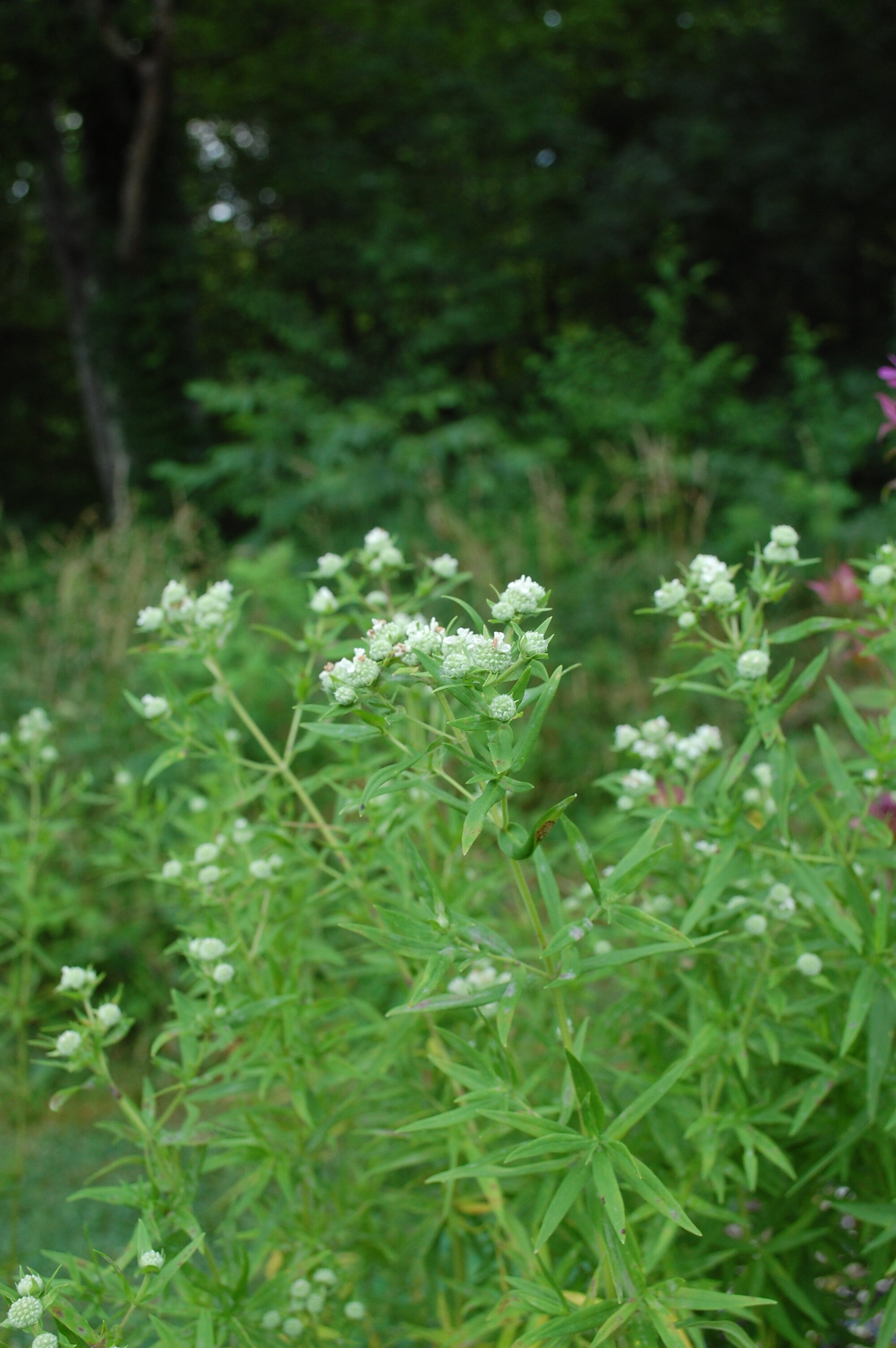 Pycnanthemum virginicum (4).JPG